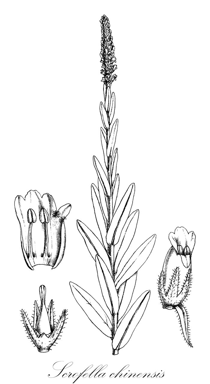 Scrofella chinensis - Plantaginaceae,Plantae,Pteridobiotina,Angiosperms,Lamiales,Plantaginaceae,Scrofella,Scrofella chinensis,Calorhabdos chinensis