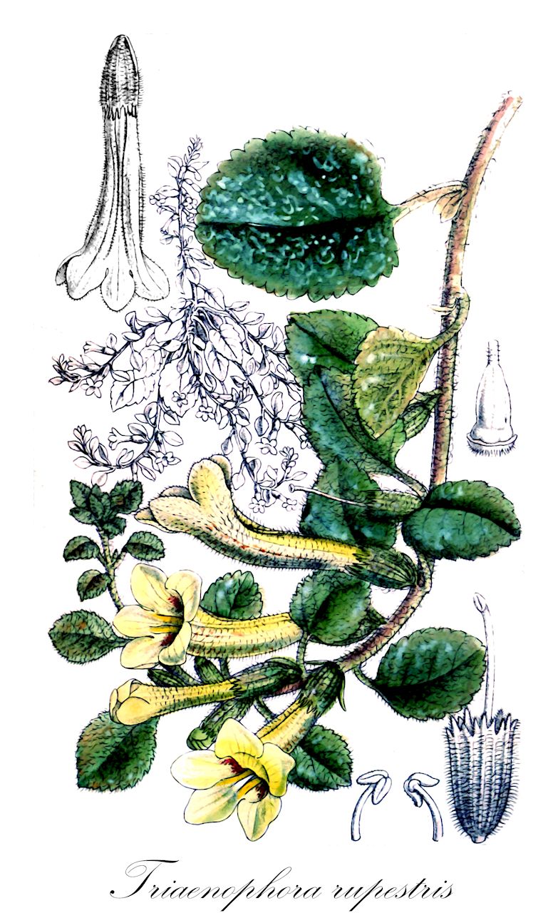 Triaenophora rupestris - Plantaginaceae,Plantae,Pteridobiotina,Angiosperms,Lamiales,Plantaginaceae,Triaenophora,Triaenophora rupestris,Rehmannia rupestris