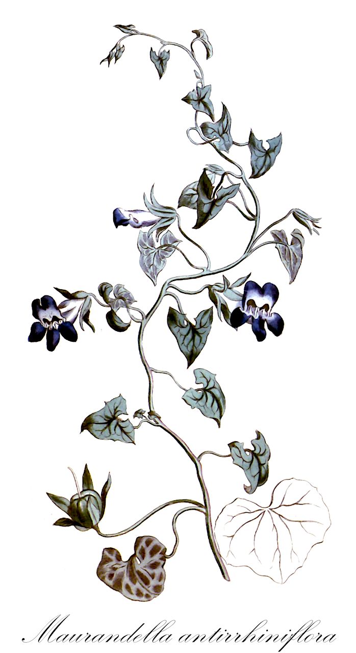Maurandella antirrhiniflora - Plantaginaceae,Plantae,Pteridobiotina,Angiosperms,Lamiales,Plantaginaceae,Maurandella,Maurandella antirrhiniflora,Antirrhinum antirrhiniflora, Antirrhinum antirrhiniflorum, Antirrhinum maurandioides, Asarina antirrhiniflora, Maurandella hederifolia, Maurandya antirrhiniflora, Maurandya antirrhiniflora subsp. hederifolia, Maurandya personata, Usteria antirrhiniflora,roving sailor