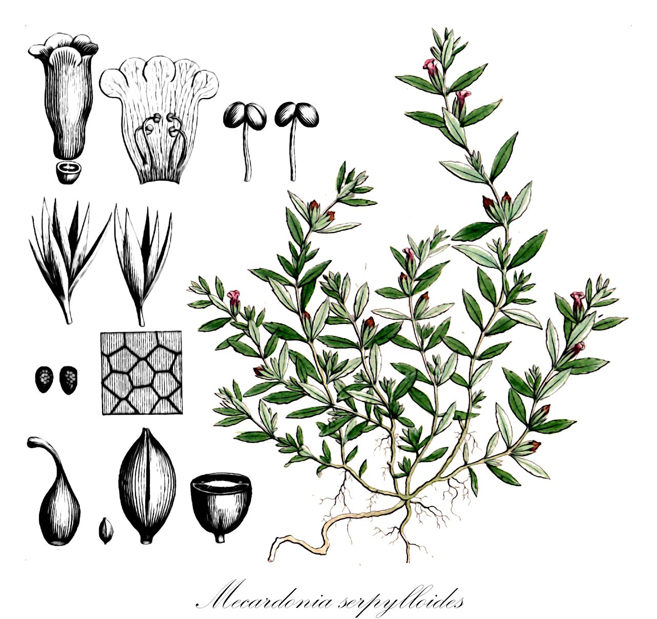 Mecardonia serpylloides - Plantaginaceae,Plantae,Pteridobiotina,Angiosperms,Lamiales,Plantaginaceae,Mecardonia,Mecardonia serpylloides,Bacopa serpylloides, Bacopa serpylloides, Herpestis pusilla, Herpestis serpylloides, Mecardonia pusilla, Moniera serpylloides, Monniera serpylloides