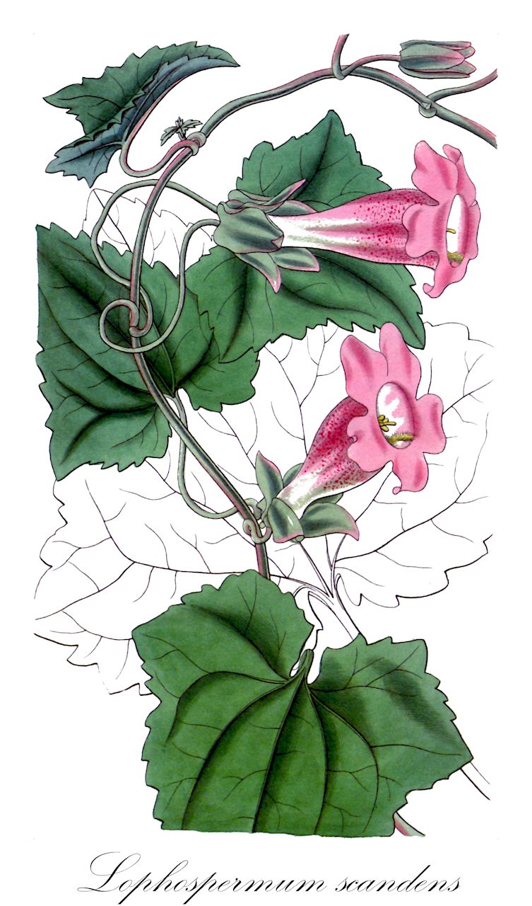 Lophospermum scandens - Plantaginaceae,Plantae,Pteridobiotina,Angiosperms,Lamiales,Plantaginaceae,Lophospermum,Lophospermum scandens,Asarina lophospermum, Lophospermum spectabile, Maurandya erubescens var. glabrata, Maurandya glabrata, Maurandya lophospermum, Maurandya scandens, Maurandya scandens var. glabrior, Maurandya scandens var. spectabilis