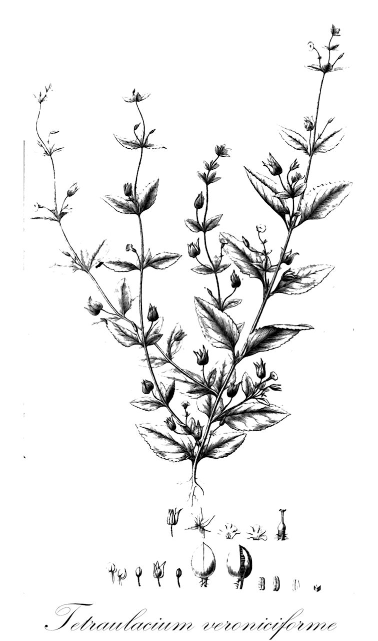 Tetraulacium veroniciforme - Plantaginaceae,Plantae,Pteridobiotina,Angiosperms,Lamiales,Plantaginaceae,Tetraulacium,Tetraulacium veroniciforme