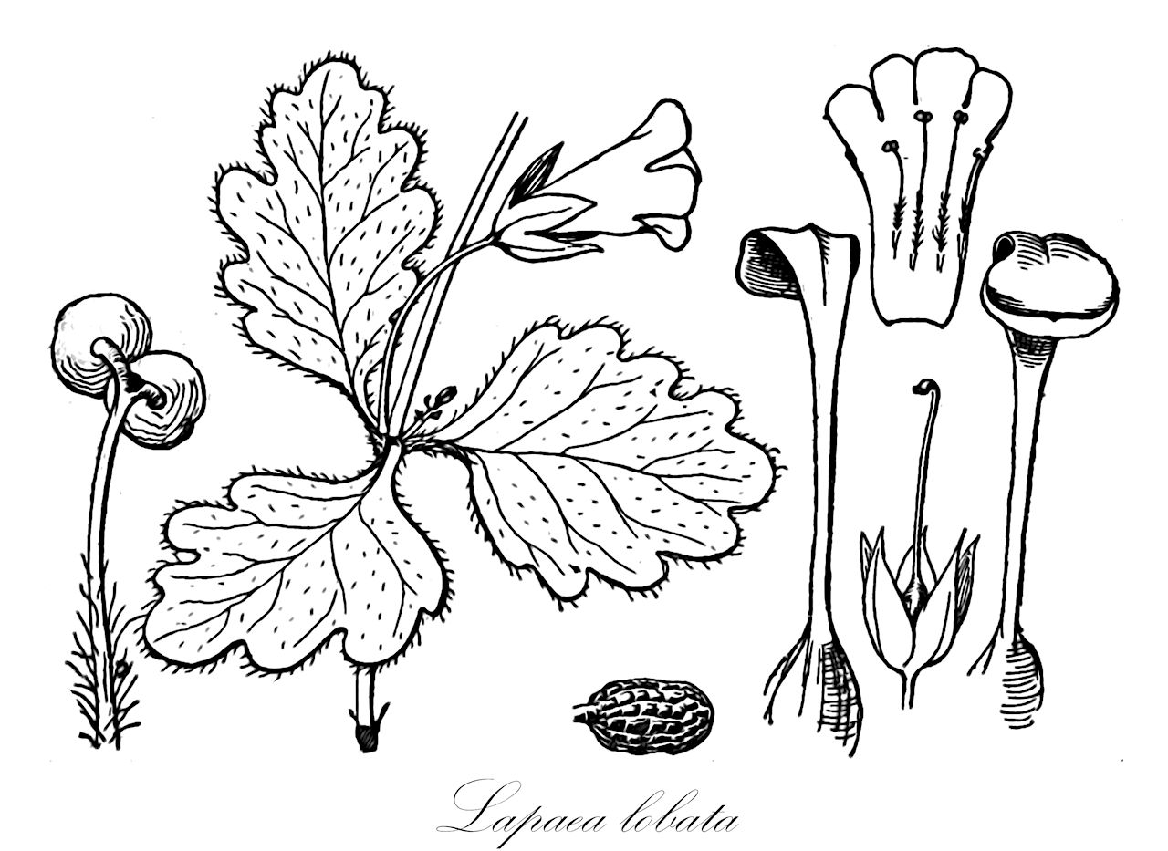 Lapaea lobata - Plantaginaceae,Plantae,Pteridobiotina,Angiosperms,Lamiales,Plantaginaceae,Lapaea,Lapaea lobata,Stemodia damaziana, Stemodia lobata
