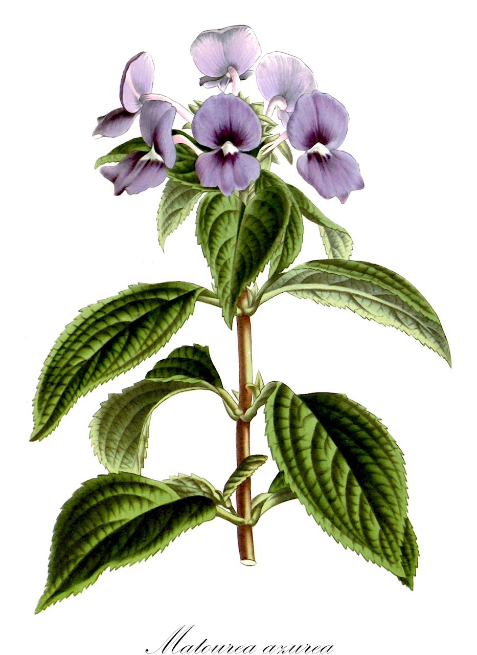 Matourea azurea - Plantaginaceae,Plantae,Pteridobiotina,Angiosperms,Lamiales,Plantaginaceae,Matourea,Matourea azurea,Achetaria azurea, Otacanthus azureus, Otacanthus caeruleus, Stemodia azurea, Tetraplacus taubertii