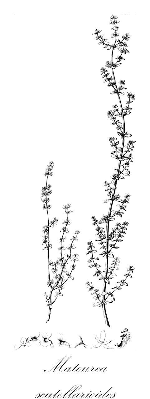 Matourea scutellarioides - Plantaginaceae,Plantae,Pteridobiotina,Angiosperms,Lamiales,Plantaginaceae,Matourea,Matourea scutellarioides,Achetaria guianensis, Achetaria scutellarioides, Beyrichia scutellarioides