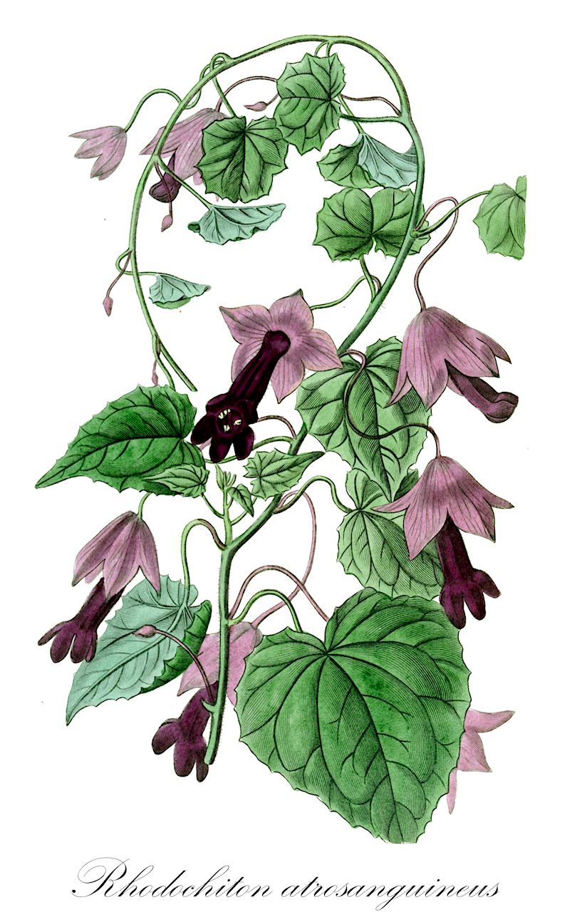 Rhodochiton atrosanguineus - Plantaginaceae,Plantae,Pteridobiotina,Angiosperms,Lamiales,Plantaginaceae,Rhodochiton,Rhodochiton atrosanguineus,Lophospermum atrosanguineum, Lophospermum rhodochiton, Maurandya atrosanguinea, Rhodochiton volubilis