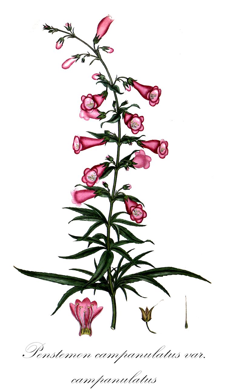 Penstemon campanulatus var. campanulatus - Plantaginaceae,Plantae,Pteridobiotina,Angiosperms,Lamiales,Plantaginaceae,Penstemon,Penstemon campanulatus,Penstemon campanulatus var. campanulatus,Chelone angustifolia, Chelone campanuloides, Chelone elegans, Penstemon angustifolius, Penstemon campanulatus f. pulchellus, Penstemon campanulatus var. angustifolius, Penstemon elegans, Penstemon hintonii, Penstemon pulchellus