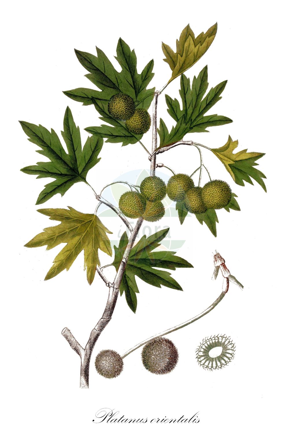 Platanus orientalis - Platanaceae,Plantae,Pteridobiotina,Angiosperms,Proteales,Platanaceae,Platanus,Platanus orientalis,Platanus algeriensis, Platanus cretica, Platanus digitata, Platanus digitata, Platanus digitifolia, Platanus elongata, Platanus insularis, Platanus laciniata, Platanus macrophylla, Platanus nana, Platanus nepalensis, Platanus nepalensis, Platanus orientalior, Platanus orientalis f. digitata, Platanus orientalis f. liquidambarifolia, Platanus orientalis f. occidentaloides, Platanus orientalis f. pendula, Platanus orientalis var. elongata, Platanus orientalis var. insularis, Platanus orientalis var. laciniata, Platanus orientalis var. nepalensis, Platanus orientalis var. rosenthalii, Platanus orientalis var. undulata, Platanus palmata, Platanus pyramidalis, Platanus reuteri, Platanus umbraculifera, Platanus umbrosa, Platanus undulata, Platanus vitifolia, Platanus vulgaris, Platanus vulgaris prol. orientalis, Platanus vulgaris subsp. orientalis, Platanus vulgaris var. liquidambarifolia,Morgenländische Platane;Asiatische Platane;oriental plane;chenar tree;oriental planetree;Platane d'Orient;sycomore;platano de Oriente;platano de Levante;plátano de Oriente;plátano de Levante;Platano orientale;platano d'Oriente;oosterse plataan;plátano-do-oriente;платан восточный;çınar;rrap;platan;orientalisk platan;vzhodna platana;keleti platán;platan východní;platan východný;платан пальчатолистий;платан східний;източен чинар;чинар;dolev mizrachi;דֹּלֶב מִזְרָחִי;πλατάνα;sān qiú xuán líng mù;三球悬铃木