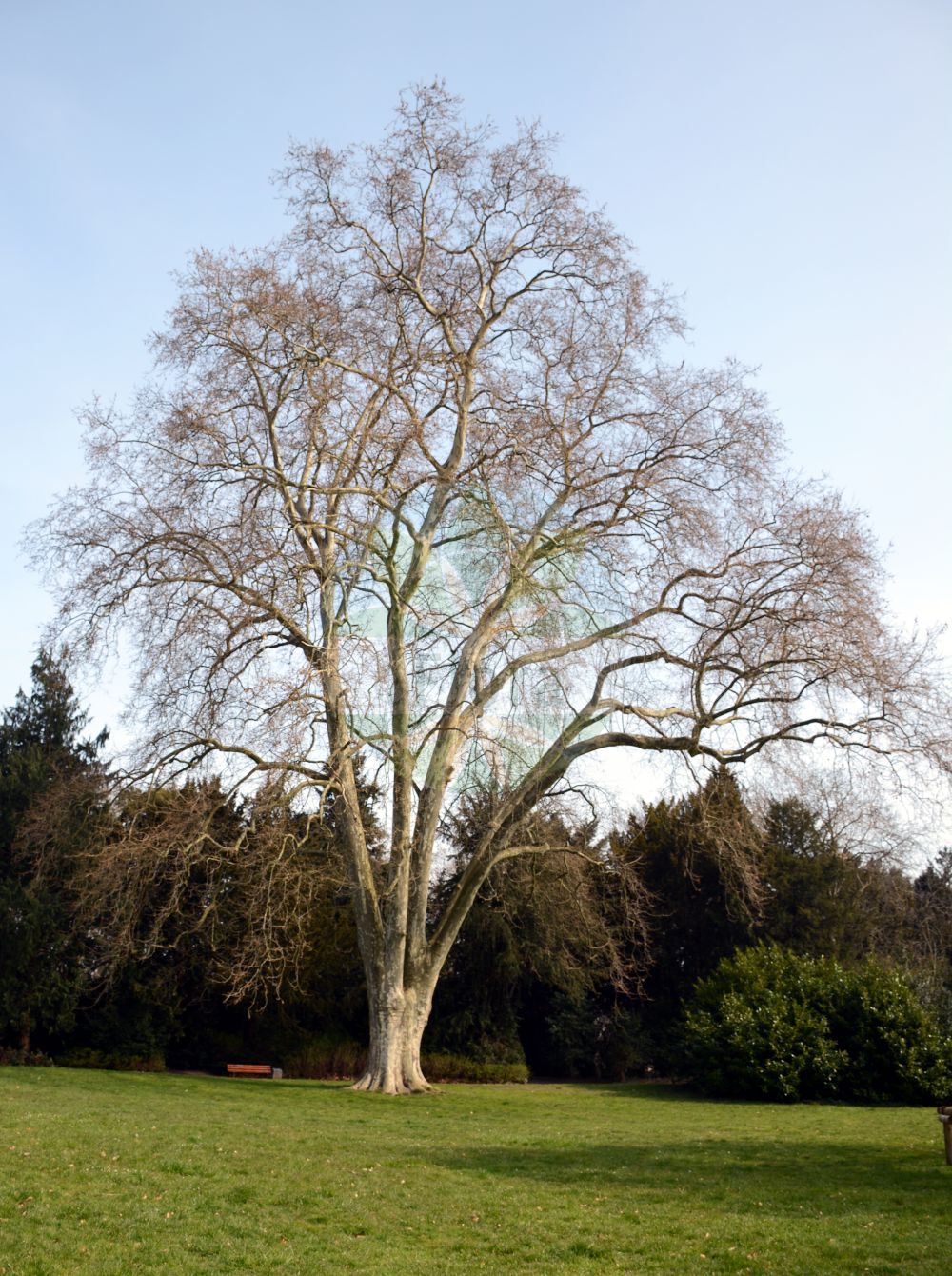 Platanus - Platanaceae,Biota,Plantae,Pteridobiotina,Tracheophyta,Magnoliopsida,Proteales,Platanaceae,Platanus