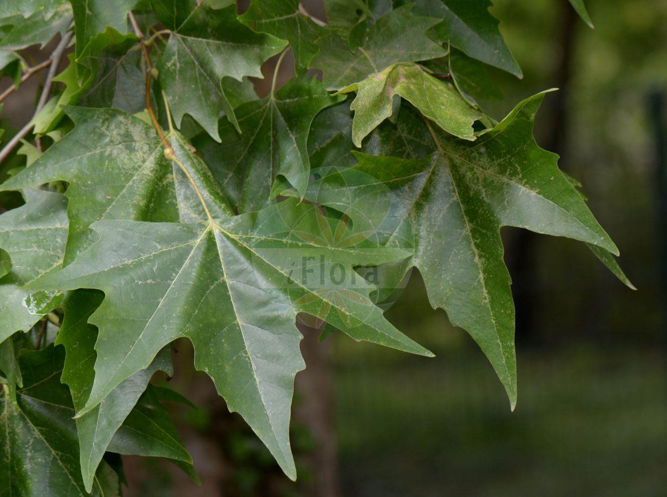 Platanus occidentalis - Platanaceae,Plantae,Pteridobiotina,Angiosperms,Proteales,Platanaceae,Platanus,Platanus occidentalis,Platanus densicoma, Platanus excelsa, Platanus integrifolia, Platanus lobata, Platanus occidentalis f. attenuata, Platanus occidentalis f. occidentalis, Platanus occidentalis var. densicoma, Platanus occidentalis var. occidentalis, Platanus orientalis var. occidentalis, Platanus pyramidalis, Platanus vulgaris prol. occidentalis, Platanus vulgaris var. angulosa,Nordamerikanische Platane;sycamore;american plane-tree;platane d'Occident;platane d'Amérique;platano de Virginia;platono de Occidente;volador;plátano de Virginia;plátano de occidente;platano d'America;platano occidentale;westerse plataan;платан западный;nyugati platán;platan západní;platan západní;платан західний;амерички платан;западни платан