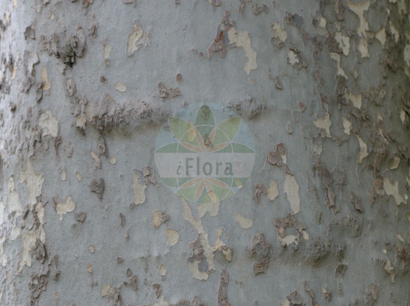 Platanus occidentalis - Platanaceae,Plantae,Pteridobiotina,Angiosperms,Proteales,Platanaceae,Platanus,Platanus occidentalis,Platanus densicoma, Platanus excelsa, Platanus integrifolia, Platanus lobata, Platanus occidentalis f. attenuata, Platanus occidentalis f. occidentalis, Platanus occidentalis var. densicoma, Platanus occidentalis var. occidentalis, Platanus orientalis var. occidentalis, Platanus pyramidalis, Platanus vulgaris prol. occidentalis, Platanus vulgaris var. angulosa,Nordamerikanische Platane;sycamore;american plane-tree;platane d'Occident;platane d'Amérique;platano de Virginia;platono de Occidente;volador;plátano de Virginia;plátano de occidente;platano d'America;platano occidentale;westerse plataan;платан западный;nyugati platán;platan západní;platan západní;платан західний;амерички платан;западни платан