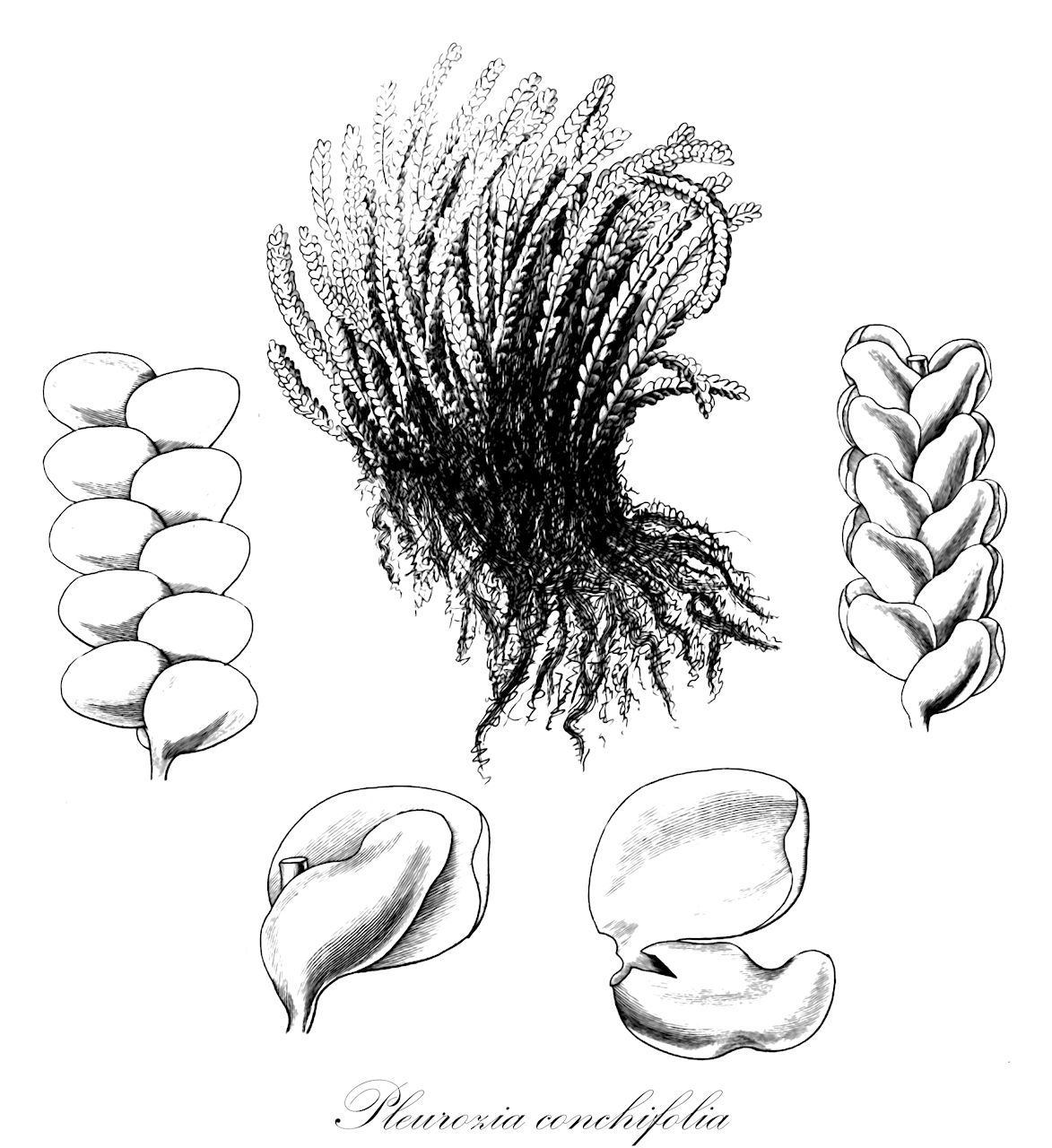 Pleurozia conchifolia - Pleuroziaceae,Plantae,Bryobiotina,Marchantiophyta,Jungermanniopsida,Metzgeriidae,Pleuroziales,Pleuroziaceae,Pleurozia,Pleurozia conchifolia,Jungermannia conchifolia, Physiotium conchifolium