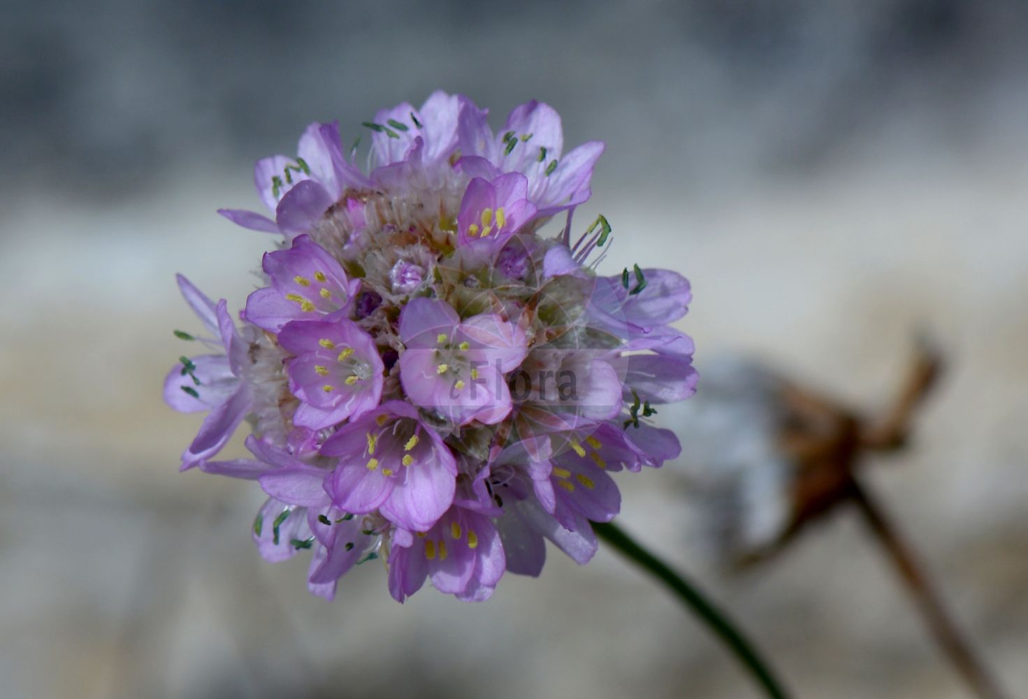 Armeria alpina - Plumbaginaceae,Plantae,Pteridobiotina,Angiosperms,Caryophyllales,Plumbaginaceae,Limonieae,Armeria,Armeria alpina,Armeria alpina, Armeria alpina f. basitricha, Armeria alpina f. glabra, Armeria alpina f. hirsuta, Armeria alpina f. hirtifolia, Armeria alpina f. pumila, Armeria alpina subsp. pumila, Armeria alpina var. eliator, Armeria alpina var. nana, Armeria alpina var. pumila, Armeria cantabrica var. montana, Armeria elongata var. alpina, Armeria maritima subsp. alpina, Armeria maritima var. alpina, Armeria maritima var. alpina, Armeria pocutica subsp. alpina, Armeria vulgaris var. alpina, Armeria vulgaris var. alpina, Statice alpina, Statice armeria var. alpina, Statice montana,Alpen-Grasnelke;Purpur-Alpen-Grasnelke;Arméria des Alpes;Arméria pourpre;armérie des Alpes;mermasangre;Spillone alpino;армерия альпийская;армерия горная;gasó alpi;alpski pečnik;armeria;високопланинско лъжичниче