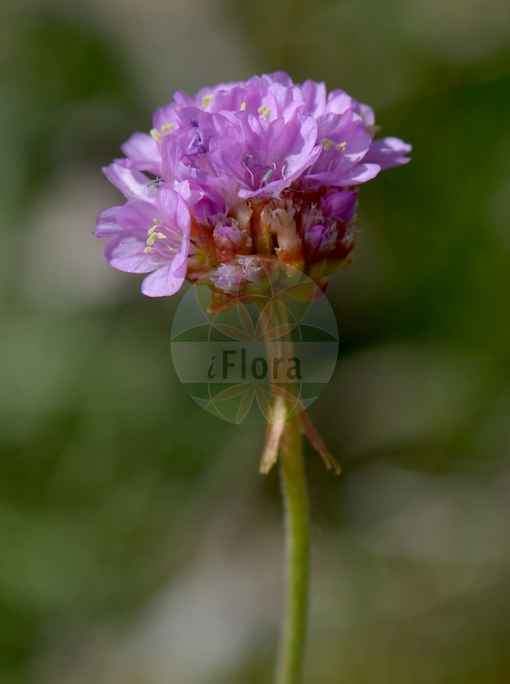 Armeria maritima subsp. elongata - Plumbaginaceae,Plantae,Pteridobiotina,Angiosperms,Caryophyllales,Plumbaginaceae,Limonieae,Armeria,Armeria maritima,Armeria maritima subsp. elongata,Armeria ambifaria, Armeria baltica, Armeria campestris var. hoffmannii, Armeria elongata, Armeria elongata, Armeria elongata, Armeria elongata, Armeria elongata f. rostellata, Armeria elongata var. intermedia, Armeria intermedia, Armeria maritima f. elongata, Armeria maritima subsp. intermedia, Armeria vulgaris f. persicina, Armeria vulgaris subsp. elongata, Armeria vulgaris var. elongata, Armeria vulgaris var. elongata, Armeria vulgaris var. elongata, Armeria vulgaris var. intermedia, Statice armeria subsp. elongata, Statice armeria subsp. major, Statice armeria var. elongata, Statice armeria var. tenuifolia, Statice elongata, Statice linearifolia, Statice maritima var. elongata, Statice vulgaris var. elongata,Sand-Grasnelke;Mittlere Grasnelke;Gewöhnliche Grasnelke;tall thrift;thrift;армерия удлиненная;backtrift;vej-engelskgræs;magas istác;trávnička obecná;армерія видовжена;roosa merikann;parastā armērija;vej-engelskgræs;niittylaukkaneilikka;бабина свила;paprastoji gvaizdė