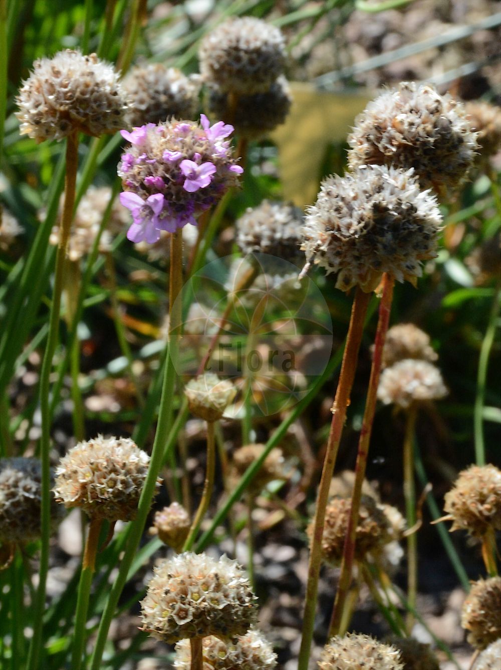 Armeria arenaria - Plumbaginaceae,Plantae,Pteridobiotina,Angiosperms,Caryophyllales,Plumbaginaceae,Limonieae,Armeria,Armeria arenaria,Statice plantaginea var. minor,Wegerich-Grasnelke;Sand-Grasnelke;jersey thrift;plantain-leaved thrift;Arméria lancéolée;arméria à feuilles de plantain;arméria à larges feuilles;arméria des sables;arméria faux-plantain;Spillone lanceolato;schijnweegbree;армерия песчаная