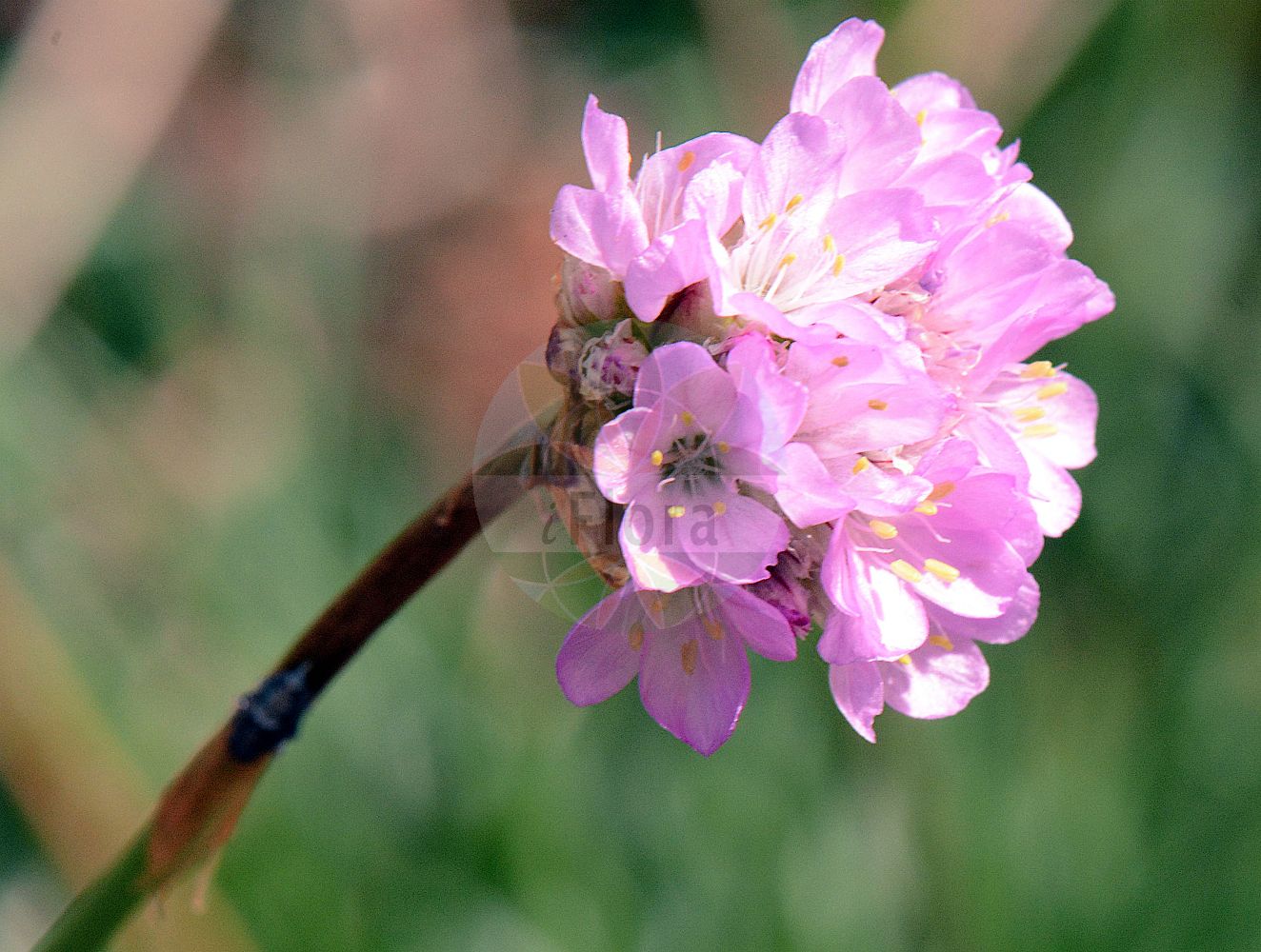 Armeria maritima - Plumbaginaceae,Plantae,Pteridobiotina,Angiosperms,Caryophyllales,Plumbaginaceae,Limonieae,Armeria,Armeria maritima,Androsace macloviana, Armeria armeria, Armeria campestris var. linkii, Armeria elongata var. maritima, Armeria intermedia, Armeria maritima subsp. anglica, Armeria maritima subsp. belgica, Armeria maritima subsp. eifeliaca, Armeria maritima subsp. elegans, Armeria maritima subsp. gallica, Armeria maritima subsp. germanica, Armeria maritima subsp. itala, Armeria maritima subvar. elegans, Armeria maritima var. alpinifolia, Armeria maritima var. ambifaria, Armeria maritima var. duriuscula, Armeria maritima var. hortensis, Armeria maritima var. linkii, Armeria maritima var. maria, Armeria maritima var. planifolia, Armeria maritima var. pubigera, Armeria maritima var. scotica, Armeria maritima var. sylvestris, Armeria planifolia, Armeria pubescens, Armeria pubigera var. scotica, Armeria vulgaris f. ambifaria, Armeria vulgaris f. longiscapa, Armeria vulgaris f. purpurea, Armeria vulgaris subsp. intermedia, Armeria vulgaris subsp. maritima, Armeria vulgaris var. alba, Armeria vulgaris var. calaminaria, Armeria vulgaris var. eifeliaca, Armeria vulgaris var. glabra, Armeria vulgaris var. grandiflora, Armeria vulgaris var. longiinvolucrata, Armeria vulgaris var. maritima, Armeria vulgaris var. maritima, Armeria vulgaris var. palatina, Armeria vulgaris var. planifolia, Armeria vulgaris var. pubescens, Armeria vulgaris var. rubra, Armeria vulgaris var. rugica, Armeria vulgaris var. splendens, Statice armeria, Statice armeria var. alba, Statice armeria var. arenaria, Statice armeria var. caudiculata, Statice armeria var. grandiflora, Statice armeria var. hortensis, Statice armeria var. maritima, Statice armeria var. minor, Statice armeria var. mixta, Statice armeria var. pubescens, Statice armeria var. purpurea, Statice armeria var. rubra, Statice armeria var. splendens, Statice capitata, Statice linearifolia, Statice maritima, Statice planifolia, Statice pubescens, Statice pulchella, Taxanthema armeria,Gewöhnliche Grasnelke;Strand-Grasnelke;Alpen-Grasnelke;Galmei-Grasnelke;Purpur-Grasnelke;Sand-Grasnelke;Hallers Grasnelke;Ried-Grasnelke;Bottendorfer Galmei-Grasnelke;Echte Grasnelke;thrift;thrift seapink;sea pink;gazon d'Espagne;gazon d'Olympe;arméria maritime;oeillet marin;jonc marin;clavel de playas;armeria;tuinstrandkruid;zeestrandkruid;Engels gras;estancadeira;relva-da-espanha;relva-de-espanha;relva-do-olimpo;армерия приморская;çimgüzeli;armerie;gasó alpí;obična bijela svila;strandtrift;engelskgræs;strand-engelskgræs;zawciąg pospolity;arumerya;hamakanzashi;アルメリァ;ハマカンザシ;tengerparti pázsitszegfű;trávnička přímořská;trávnička prímorská;морско лъжичниче;jūrmalas armērija;fjærekoll;strandnellik;atlantinlaukkaneilikka;geldingahnappur