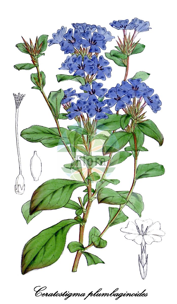 Ceratostigma plumbaginoides - Plumbaginaceae,Plantae,Pteridobiotina,Angiosperms,Caryophyllales,Plumbaginaceae,Plumbagineae,Ceratostigma,Ceratostigma plumbaginoides,Ceratostigma plantaginoides, Plumbago larpentae, Plumbago larpentiae, Valoradia plumbaginoides,Kriechende Hornnarbe;Chinesische Bleiwurz;Cératostigma faux plombago;dentelaire de Lady Larpent;Ceratostigma simile alla caprinella;ceratostigma;sump-fräne;Lady Larpent's loodkruid;кератостигма свинчатковая;цератостигма плюмбаговидная;цератостигма свинчатковая;цератостигма свинчатковидная;ipek çiçeği;lán xuě huā;蓝雪花