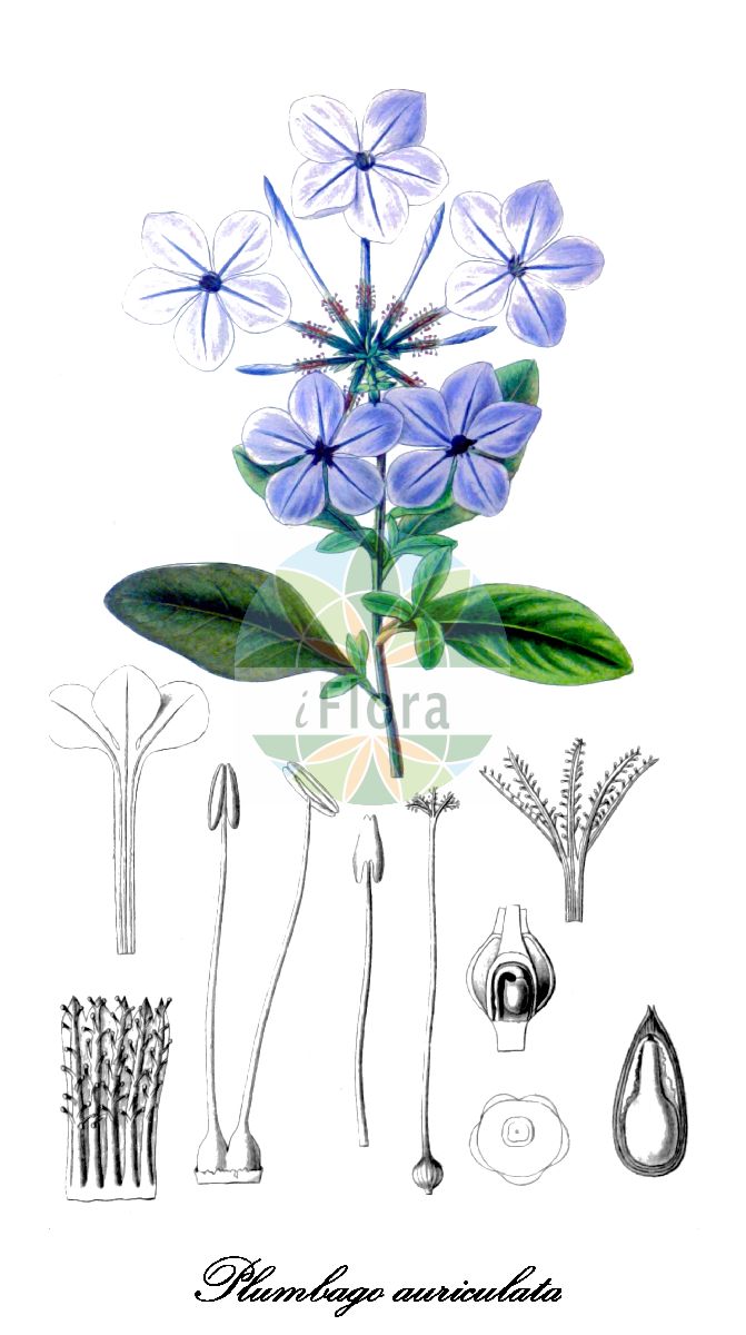 Plumbago auriculata - Plumbaginaceae,Plantae,Pteridobiotina,Angiosperms,Caryophyllales,Plumbaginaceae,Plumbagineae,Plumbago,Plumbago auriculata,Plumbagidium auriculatum, Plumbago alba, Plumbago auriculata f. alba, Plumbago auriculata f. auriculata, Plumbago capensis, Plumbago capensis, Plumbago grandiflora,Kapländische Bleiwurz;cape leadwort;azulina;celestina;isabel segunda;jazmín azul;medadillo;свинчатка ушковидная;puranbâgo;purunbâgo;rurimatsuri;プランバーゴ;プルンバーゴ;ルリマツリ;fokföldi ólomvirág;olověnec ouškatý;olovník uškatý;lán huā dān;蓝花丹