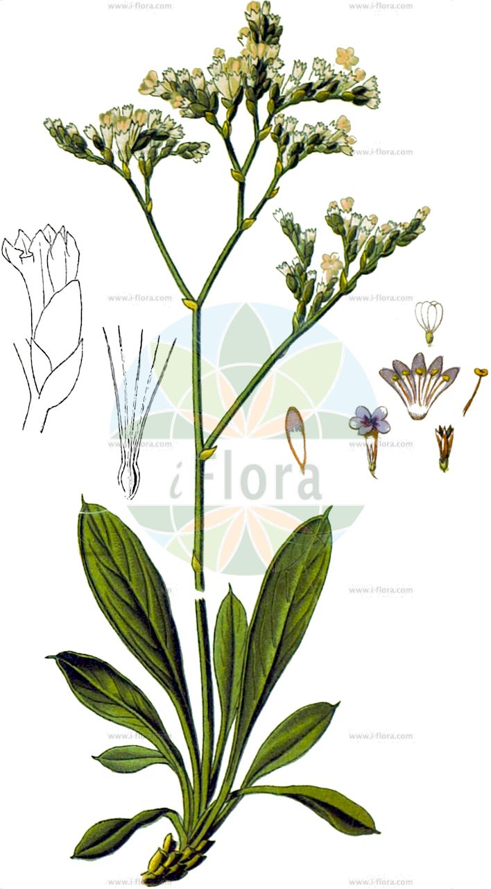 Limonium vulgare - Plumbaginaceae,Plantae,Pteridobiotina,Angiosperms,Caryophyllales,Plumbaginaceae,Limonieae,Limonium,Limonium subgen. Limonium,Limonium sect. Limonium,Limonium vulgare,Limonium behen, Limonium commune, Limonium commune var. minus, Limonium commune var. obtusum, Limonium commune var. serotinum, Limonium limonium, Limonium limonium, Limonium maritimum, Limonium vulgare f. pyramidale, Limonium vulgare subsp. behen, Limonium vulgare subsp. pseudolimonium, Statice behen, Statice drepanensis, Statice limonia, Statice limonium, Statice limonium subsp. behen, Statice limonium var. behen, Statice limonium var. genuina, Statice limonium var. longidentata, Statice limonium var. minor, Statice limonium var. pseudolimonium, Statice limonium var. puberula, Statice limonium var. scanica, Statice limonium var. typica, Statice longidentata, Statice maritima, Statice pseudolimonium, Statice scanica, Taxanthema limonium,Gewöhnlicher Strandflieder;Lockerblütiger Strandflieder;Strandnelke;Strandflieder;common sea-lavender;sea lavender;mediterranean sea lavender;lavande de mer;limonium vulgaire;saladelle;statice limonium;statice vulgaire;acelga salada;acelga salvaje;acelga silvestre;behen incarnado;behen rojo;ben encarnado;ben rojo;espantazorras;limonio;limonio marítimo;oreja de liebre;bulola d'acqua;limonio comune;gewoon lamsoor;suiker-esdoorn;lamsoor;кермек обыкновенный;fshesë;ensopegall vulgar;ormrot;marrisp;tætblomstret hindebæger;zatrwian zwyczajny;обикновена гърлица