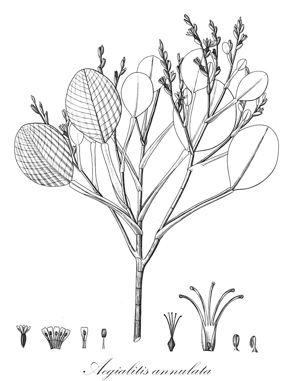 Aegialitis annulata - Plumbaginaceae,Plantae,Pteridobiotina,Angiosperms,Caryophyllales,Plumbaginaceae,Aegialitideae,Aegialitis,Aegialitis annulata,Aegialinites annulatus, Statice annulata