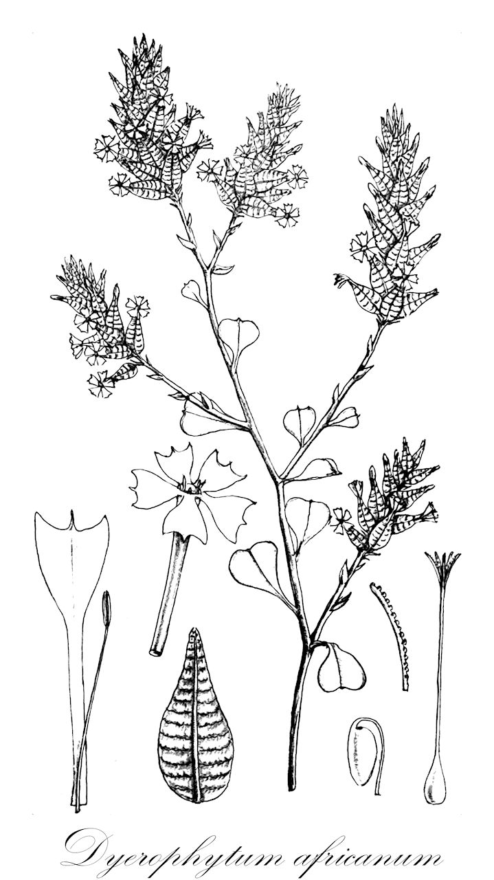 Dyerophytum africanum - Plumbaginaceae,Plantae,Pteridobiotina,Angiosperms,Caryophyllales,Plumbaginaceae,Plumbagineae,Dyerophytum,Dyerophytum africanum,Plumbago africana, Plumbago dyerophyta, Vogelia africana