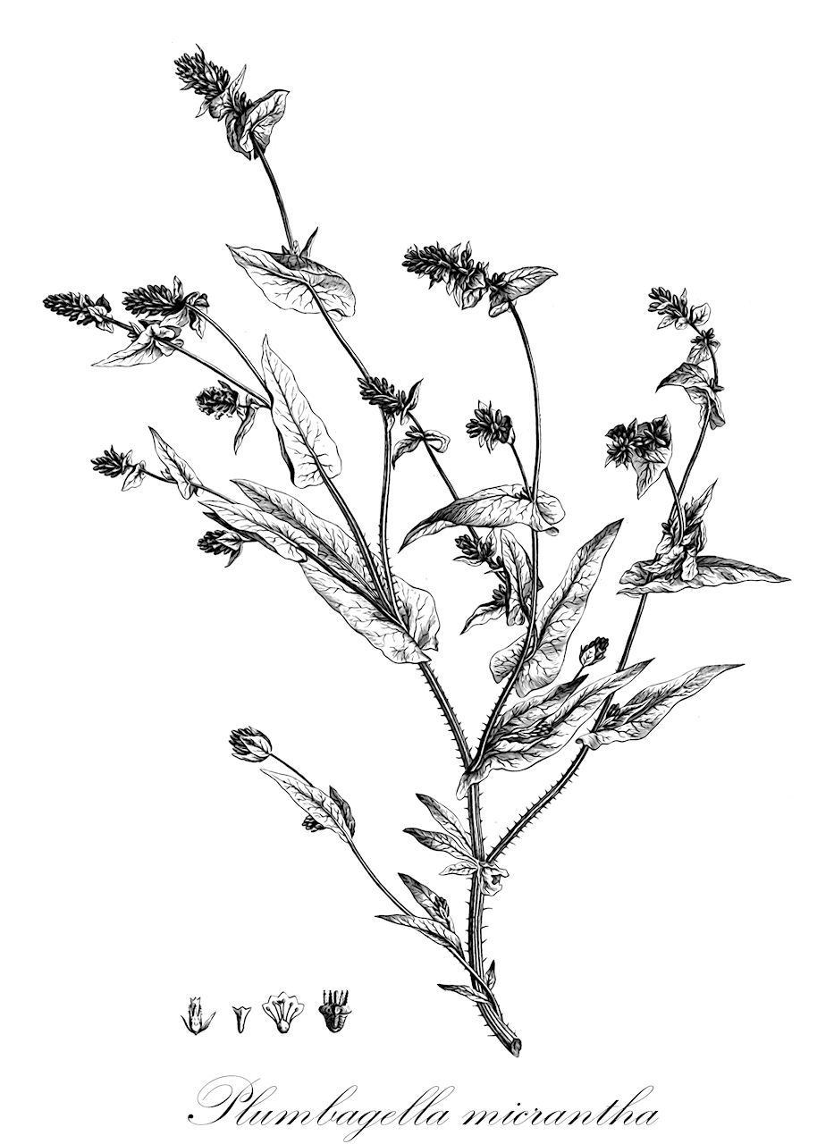 Plumbagella micrantha - Plumbaginaceae,Plantae,Pteridobiotina,Angiosperms,Caryophyllales,Plumbaginaceae,Plumbagineae,Plumbagella,Plumbagella micrantha,Plumbago micrantha, Plumbago spinosa