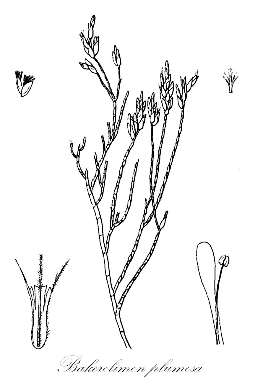 Bakerolimon plumosa - Plumbaginaceae,Plantae,Pteridobiotina,Angiosperms,Caryophyllales,Plumbaginaceae,Limonieae,Bakerolimon,Bakerolimon plumosa,Limonium plumosum, Statice plumosa