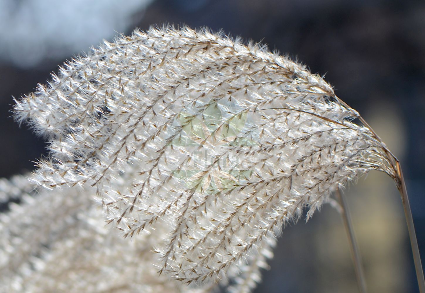 Foto von Miscanthus sinensis (Chinaschilf). Das Bild zeigt Bluete und Frucht. Das Foto wurde in Jena, Thüringen, Deutschland aufgenommen. ---- Photo of Miscanthus sinensis (Chinaschilf). The image is showing flower and fruit. The picture was taken in Jena, Thuringia, Germany.(Miscanthus sinensis,Chinaschilf,Miscanthus sinensis,Chinaschilf,Miscanthus,Schilf,Silvergrass,Poaceae,Süßgräser,Grass family,Bluete,Frucht,flower,fruit)