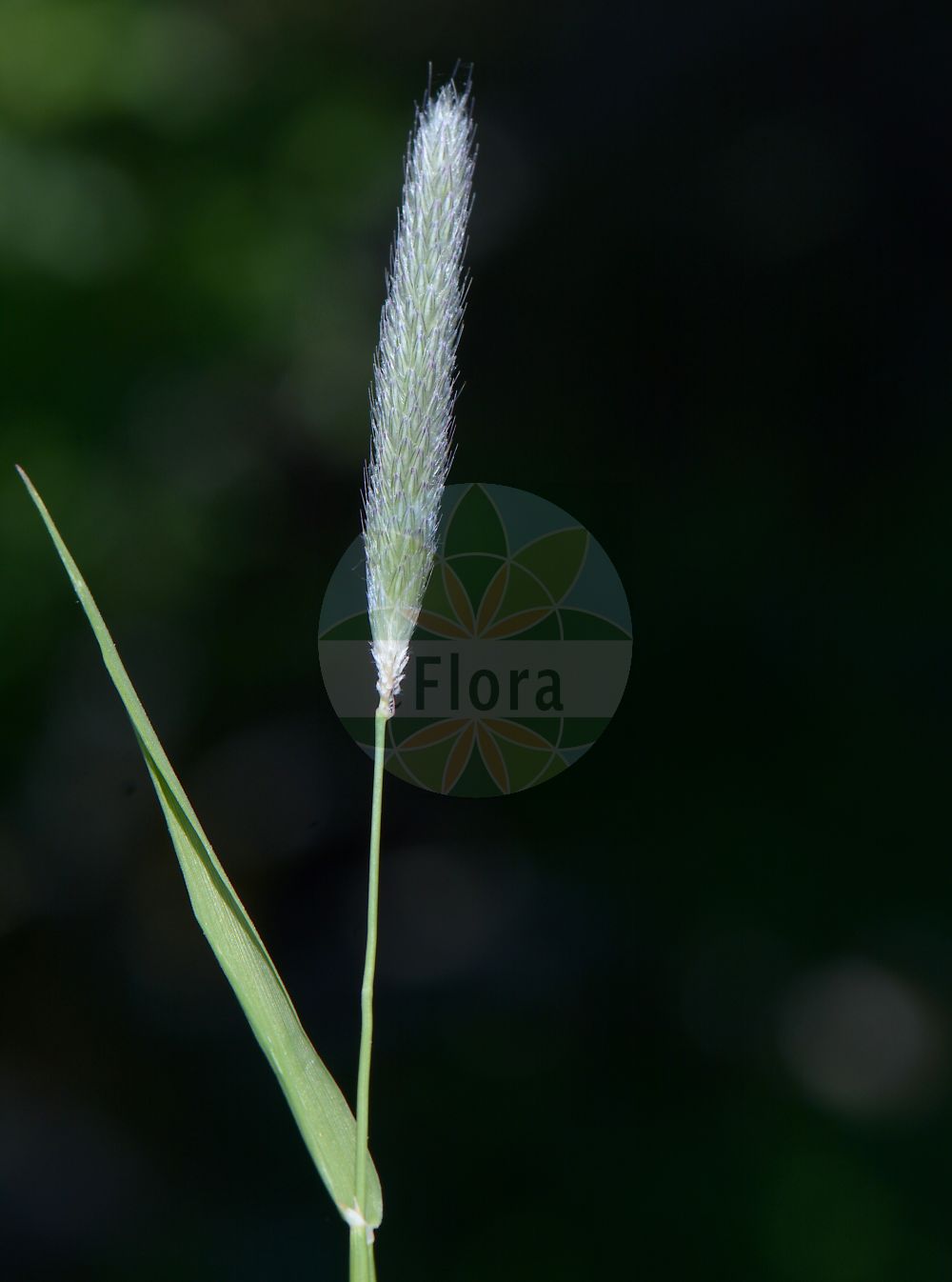 Foto von Alopecurus pratensis (Wiesen-Fuchsschwanzgras - Meadow Foxtail). Das Bild zeigt Bluete. Das Foto wurde in Obermörlen, Hessen, Deutschland, Wetterau und Gießener Becken aufgenommen. ---- Photo of Alopecurus pratensis (Wiesen-Fuchsschwanzgras - Meadow Foxtail). The image is showing flower. The picture was taken in Obermoerlen, Hesse, Germany, Wetterau and Giessener Becken.(Alopecurus pratensis,Wiesen-Fuchsschwanzgras,Meadow Foxtail,Alopecurus pratensis,Wiesen-Fuchsschwanzgras,Meadow Foxtail,Common Foxtail Grass,Rendle's Meadow Foxtail,Alopecurus,Fuchsschwanzgras,Foxtail,Poaceae,Süßgräser,Grass family,Bluete,flower)