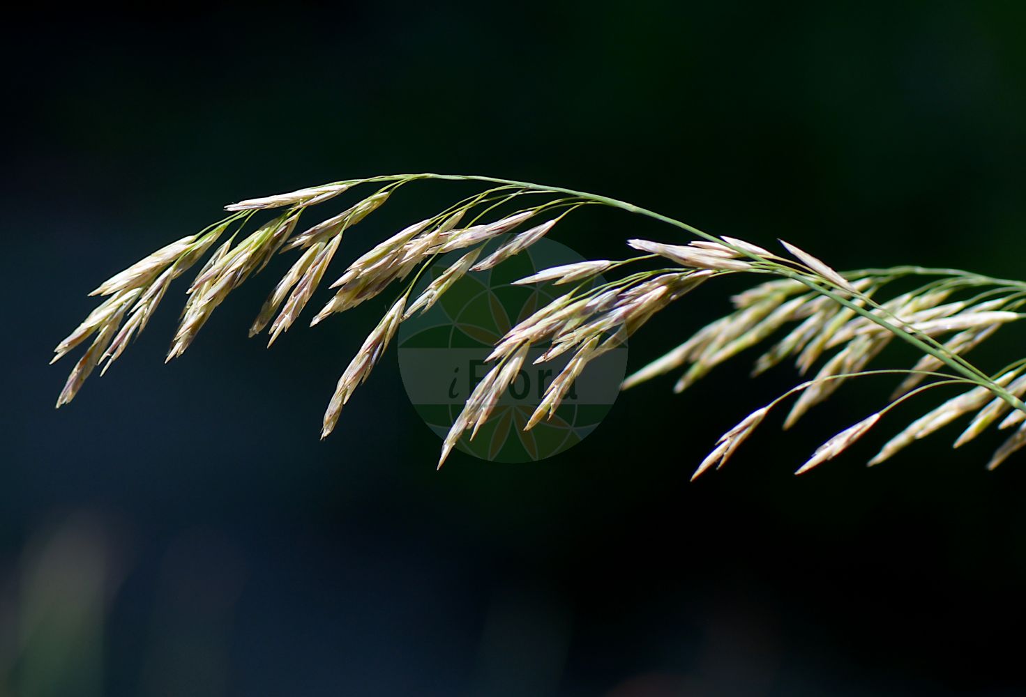 Foto von Bromopsis inermis (Unbegrannte Trespe - Hungarian Brome). Das Bild zeigt Bluete und Frucht. Das Foto wurde in Padova, Veneto, Italien aufgenommen. ---- Photo of Bromopsis inermis (Unbegrannte Trespe - Hungarian Brome). The image is showing flower and fruit. The picture was taken in Padova, Veneto, Italy.(Bromopsis inermis,Unbegrannte Trespe,Hungarian Brome,Bromopsis inermis,Bromus inermis,Zerna inermis,Unbegrannte Trespe,Wehrlose Trespe,Hungarian Brome,Awnless Brome,Smooth Brome,Bromopsis,Poaceae,Süßgräser,Grass family,Bluete,Frucht,flower,fruit)