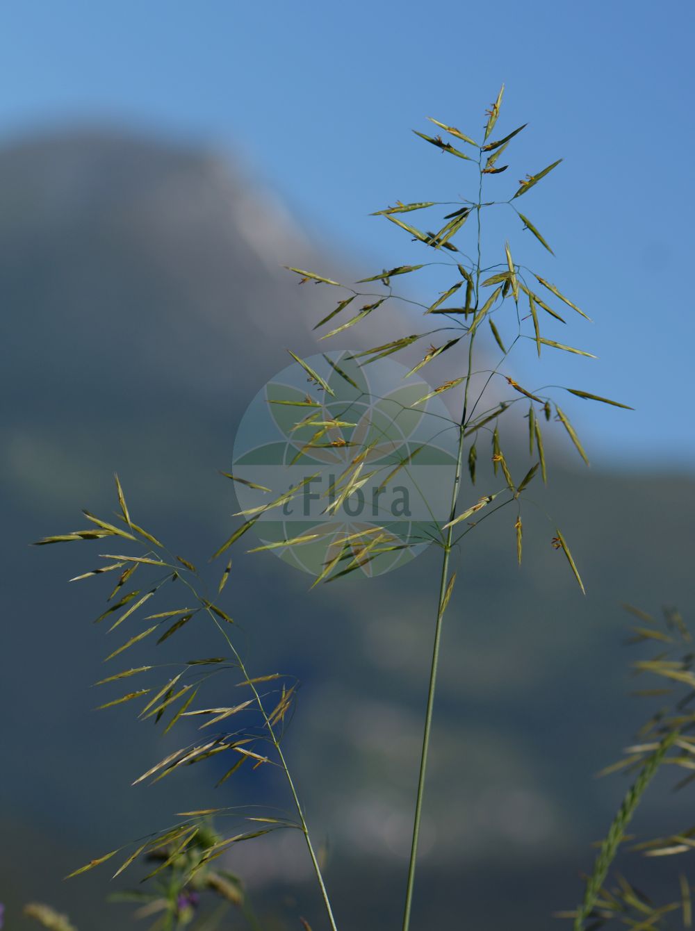 Foto von Bromopsis inermis (Unbegrannte Trespe - Hungarian Brome). Das Foto wurde in Bormio, Lombardia, Italien, Alpen aufgenommen. ---- Photo of Bromopsis inermis (Unbegrannte Trespe - Hungarian Brome). The picture was taken in Bormio, Lombardia, Italy, Alps.(Bromopsis inermis,Unbegrannte Trespe,Hungarian Brome,Bromopsis inermis,Bromus inermis,Zerna inermis,Unbegrannte Trespe,Wehrlose Trespe,Hungarian Brome,Awnless Brome,Smooth Brome,Bromopsis,Poaceae,Süßgräser,Grass family)
