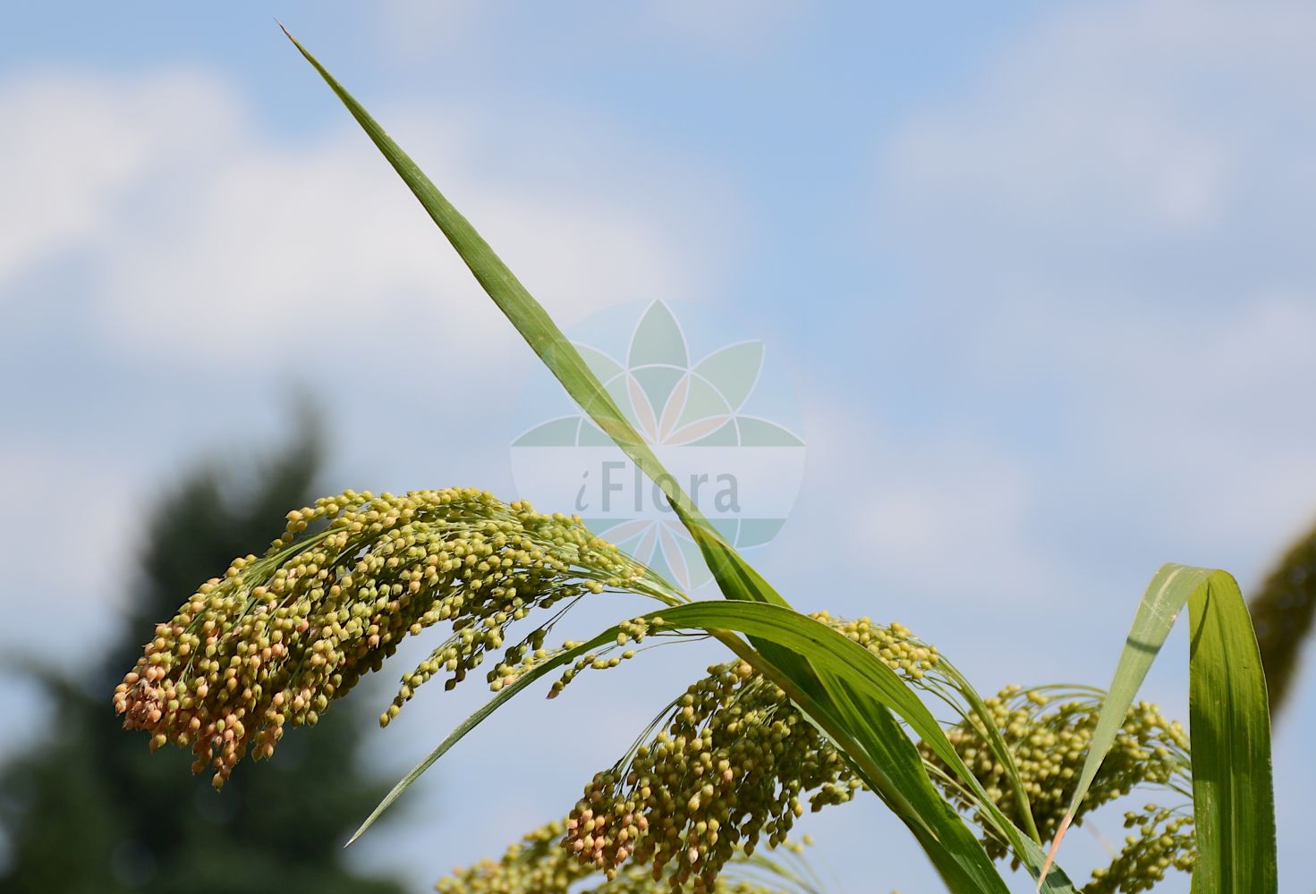 Foto von Panicum miliaceum (Rispen-Hirse - Common Millet). Das Bild zeigt Blatt, Bluete und Frucht. Das Foto wurde in Würzburg, Bayern, Deutschland aufgenommen. ---- Photo of Panicum miliaceum (Rispen-Hirse - Common Millet). The image is showing leaf, flower and fruit. The picture was taken in Wuerzburg, Bayern, Germany.(Panicum miliaceum,Rispen-Hirse,Common Millet,Panicum miliaceum,Rispen-Hirse,Gewoehnliche Rispenhirse,Common Millet,Broomcorn Millet,French Millet,Millet Panicgrass,Panic Millet,Proso Millet,True Millet,Wild Proso Millet,Panicum,Hirse,Panicgrass,Poaceae,Süßgräser,Grass family,Blatt,Bluete,Frucht,leaf,flower,fruit)