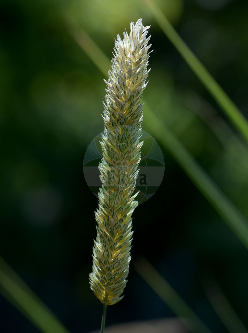Foto von Phalaris coerulescens. Das Bild zeigt Bluete und Frucht. Das Foto wurde in Padova, Veneto, Italien aufgenommen. ---- Photo of Phalaris coerulescens. The image is showing flower and fruit. The picture was taken in Padova, Veneto, Italy.(Phalaris coerulescens,Phalaris coerulescens,Phalaris paradoxa var. coerulescens,Phalaris,Glanzgras,Canarygrass,Poaceae,Süßgräser,Grass family,Bluete,Frucht,flower,fruit)