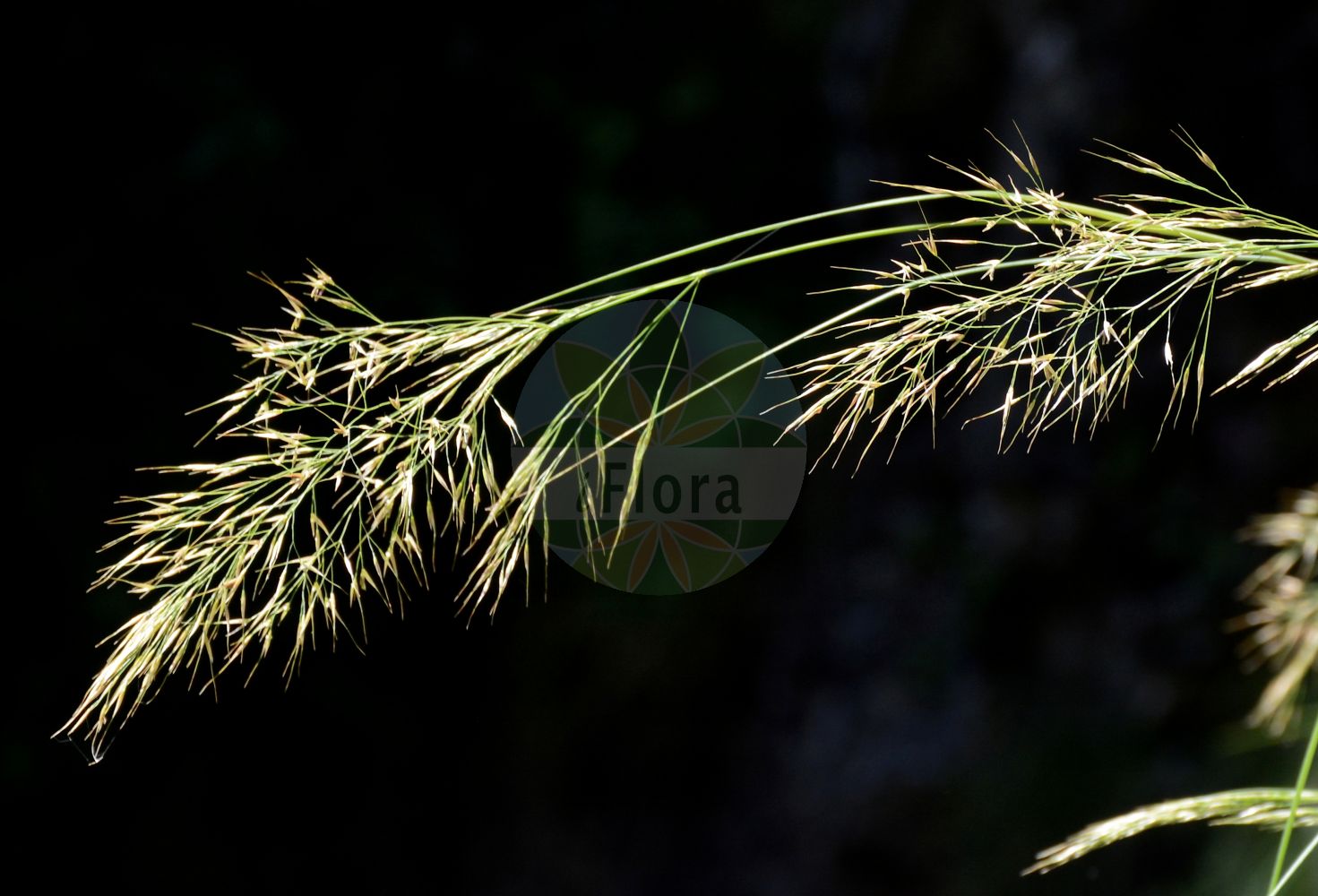 Foto von Achnatherum calamagrostis (Silber-Raugras - Spear Grass). Das Bild zeigt Bluete. Das Foto wurde in Stans, Tirol, Österreich, Alpen aufgenommen. ---- Photo of Achnatherum calamagrostis (Silber-Raugras - Spear Grass). The image is showing flower. The picture was taken in Stans, Tyrol, Austria, Alps.(Achnatherum calamagrostis,Silber-Raugras,Spear Grass,Achnatherum calamagrostis,Agrostis calamagrostis,Calamagrostis argentea,Lasiagrostis calamagrostis,Stipa calamagrostis,Silber-Raugras,Silberhaariges Raugras,Spear Grass,Needle Grass,Rough Feathergrass,Silver Speargrass,Silver Spikegrass,Achnatherum,Raugras,Needlegrass,Poaceae,Süßgräser,Grass family,Bluete,flower)