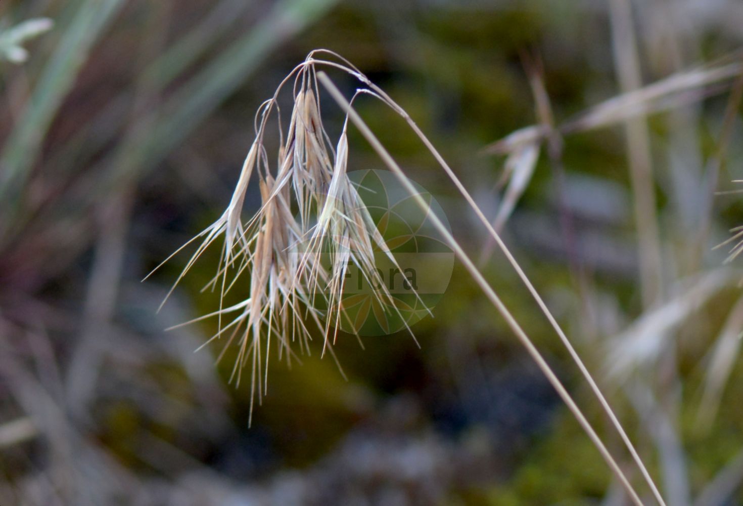 Foto von Anisantha tectorum (Dach-Trespe - Drooping Brome). Das Bild zeigt Bluete und Frucht. Das Foto wurde in Bahngelände, Nürnberg, Bayern, Deutschland, Fränkischer Keuper und Albvorland aufgenommen. ---- Photo of Anisantha tectorum (Dach-Trespe - Drooping Brome). The image is showing flower and fruit. The picture was taken in Railway area, Nuernberg, Bavaria, Germany, Fraenkischer Keuper and Albvorland.(Anisantha tectorum,Dach-Trespe,Drooping Brome,Anisantha tectorum,Bromus tectorum,Zerna tectorum,Dach-Trespe,Drooping Brome,Cheatgrass,Downy Brome,Downy Chess,Anisantha,Poaceae,Süßgräser,Grass family,Bluete,Frucht,flower,fruit)