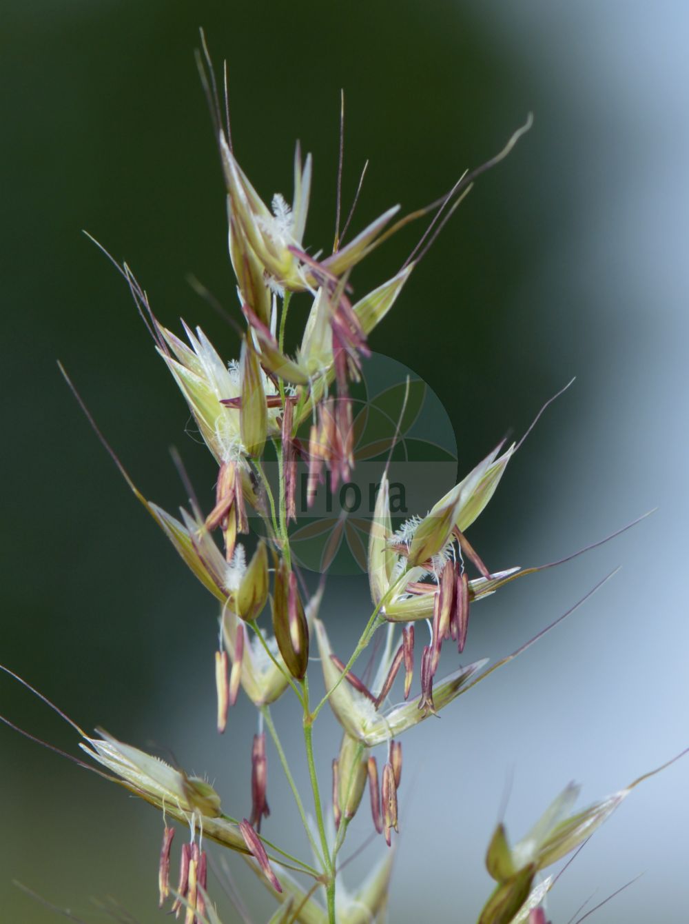 Foto von Arrhenatherum elatius (Gewöhnlicher Glatthafer - False Oat-grass). Das Bild zeigt Blatt und Bluete. Das Foto wurde in Hessen, Deutschland, Oberrheinisches Tiefland und Rhein-Main-Ebene, Untermainebene aufgenommen. ---- Photo of Arrhenatherum elatius (Gewöhnlicher Glatthafer - False Oat-grass). The image is showing leaf and flower. The picture was taken in Hesse, Germany, Oberrheinisches Tiefland and Rhein-Main-Ebene, Untermainebene.(Arrhenatherum elatius,Gewöhnlicher Glatthafer,False Oat-grass,Arrhenatherum avenaceum,Arrhenatherum biaristatum,Arrhenatherum elatius,Avena elata,Avena elatior,Holcus avenaceus,Gewoehnlicher Glatthafer,Franzoesisches Raygras,Franzoesisches Weidelgras,Knolliger Glatthafer,False Oat-grass,False Oat,Ribbon Grass,Tall Oatgrass,Arrhenatherum,Glatthafer,Oatgrass,Poaceae,Süßgräser,Grass family,Blatt,Bluete,leaf,flower)