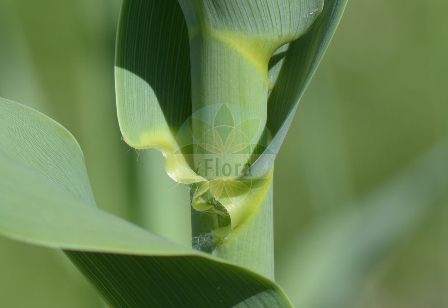 Foto von Arundo donax. Das Bild zeigt Blatt. Das Foto wurde in Stockholm, Schweden aufgenommen. ---- Photo of Arundo donax. The image is showing leaf. The picture was taken in Stockholm, Sweden.(Arundo donax,Arundo donax,Arundo scriptoria,Donax sativa,Arundo,Poaceae,Süßgräser,Grass family,Blatt,leaf)