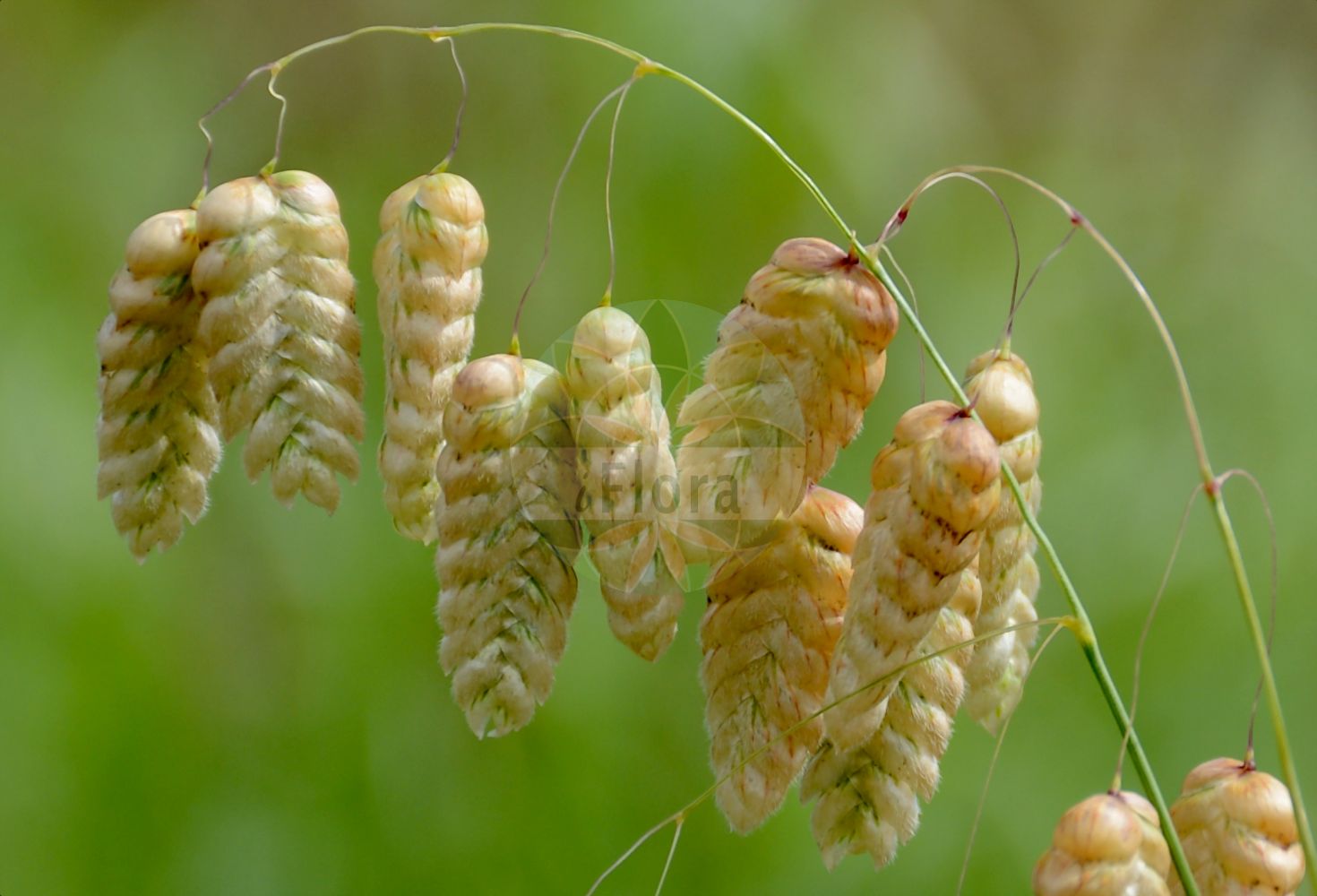 Foto von Briza maxima (Greater Quaking-grass). Das Bild zeigt Bluete und Frucht. Das Foto wurde in Dresden, Sachsen, Deutschland aufgenommen. ---- Photo of Briza maxima (Greater Quaking-grass). The image is showing flower and fruit. The picture was taken in Dresden, Sachsen, Germany.(Briza maxima,Greater Quaking-grass,Briza maxima,Macrobriza maxima,Briza,Zittergras,Quakinggrass,Poaceae,Süßgräser,Grass family,Bluete,Frucht,flower,fruit)