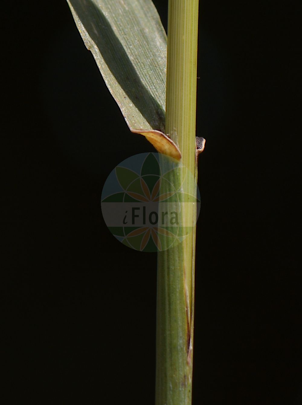 Foto von Bromopsis inermis (Unbegrannte Trespe - Hungarian Brome). Das Bild zeigt Blatt. Das Foto wurde in Rüsselsheim, Groß-Gerau, Hessen, Deutschland, Oberrheinisches Tiefland und Rhein-Main-Ebene aufgenommen. ---- Photo of Bromopsis inermis (Unbegrannte Trespe - Hungarian Brome). The image is showing leaf. The picture was taken in Ruesselsheim, Gross-Gerau, Hesse, Germany, Oberrheinisches Tiefland and Rhein-Main-Ebene.(Bromopsis inermis,Unbegrannte Trespe,Hungarian Brome,Bromopsis inermis,Bromus inermis,Zerna inermis,Unbegrannte Trespe,Wehrlose Trespe,Hungarian Brome,Awnless Brome,Smooth Brome,Bromopsis,Poaceae,Süßgräser,Grass family,Blatt,leaf)