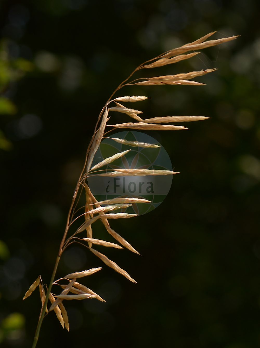 Foto von Bromopsis inermis (Unbegrannte Trespe - Hungarian Brome). Das Bild zeigt Bluete und Frucht. Das Foto wurde in Rüsselsheim, Groß-Gerau, Hessen, Deutschland, Oberrheinisches Tiefland und Rhein-Main-Ebene aufgenommen. ---- Photo of Bromopsis inermis (Unbegrannte Trespe - Hungarian Brome). The image is showing flower and fruit. The picture was taken in Ruesselsheim, Gross-Gerau, Hesse, Germany, Oberrheinisches Tiefland and Rhein-Main-Ebene.(Bromopsis inermis,Unbegrannte Trespe,Hungarian Brome,Bromopsis inermis,Bromus inermis,Zerna inermis,Unbegrannte Trespe,Wehrlose Trespe,Hungarian Brome,Awnless Brome,Smooth Brome,Bromopsis,Poaceae,Süßgräser,Grass family,Bluete,Frucht,flower,fruit)