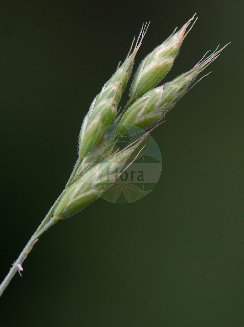 Foto von Bromus incisus (Kerb-Trespe). Das Bild zeigt Bluete und Frucht. Das Foto wurde in Kemmern, Bamberg, Bayern, Deutschland, Fränkischer Keuper und Albvorland aufgenommen. ---- Photo of Bromus incisus (Kerb-Trespe). The image is showing flower and fruit. The picture was taken in Kemmern, Bamberg, Bavaria, Germany, Fraenkischer Keuper and Albvorland.(Bromus incisus,Kerb-Trespe,Bromus incisus,Kerb-Trespe,Bromus,Trespe,Brome,Poaceae,Süßgräser,Grass family,Bluete,Frucht,flower,fruit)