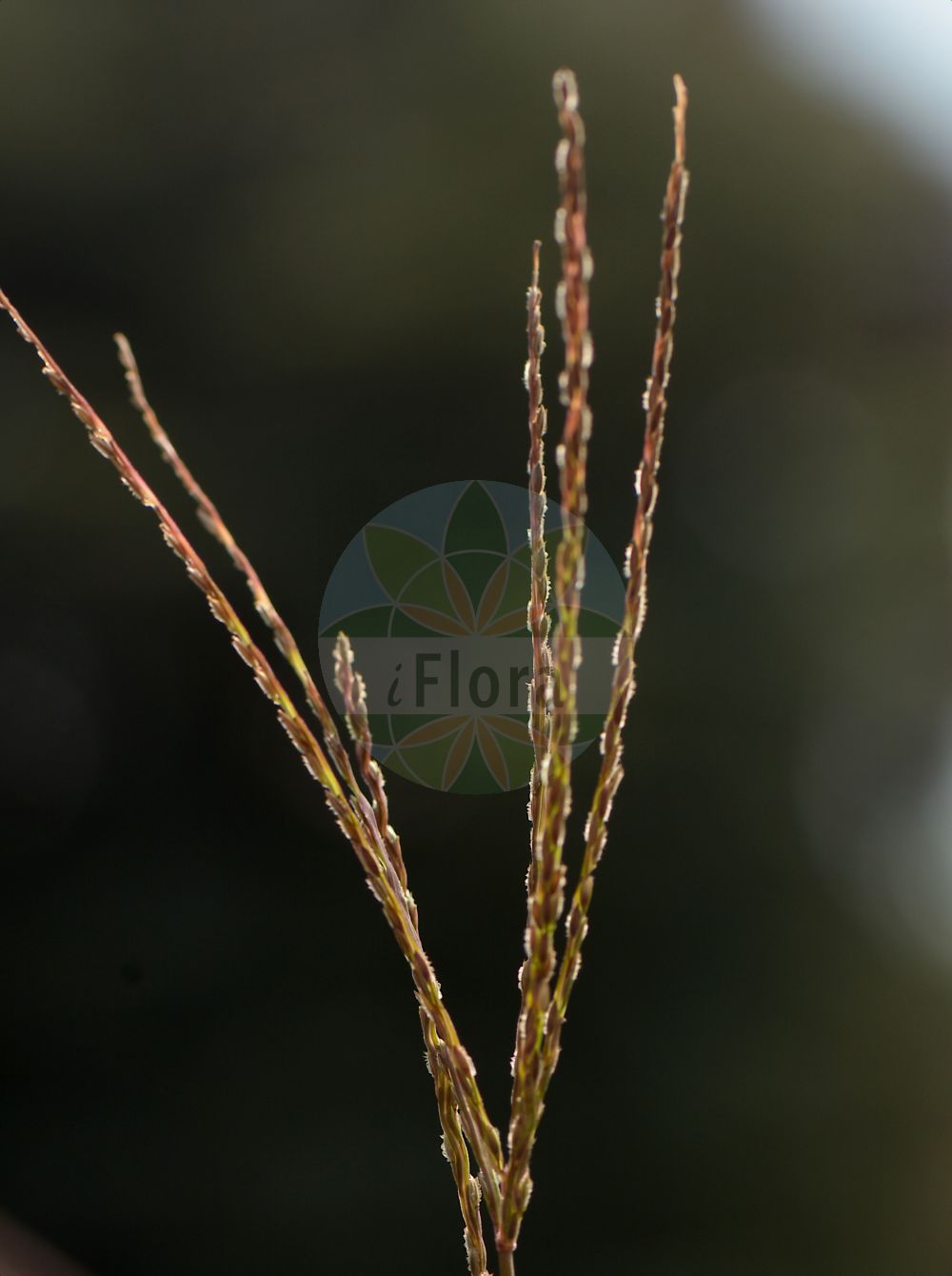 Foto von Cynodon dactylon (Hundszahngras - African Bermuda-grass). Das Bild zeigt Bluete. Das Foto wurde in Weinheim, Rhein-Neckar-Kreis, Baden-Württemberg, Deutschland, Oberrheinisches Tiefland und Rhein-Main-Ebene aufgenommen. ---- Photo of Cynodon dactylon (Hundszahngras - African Bermuda-grass). The image is showing flower. The picture was taken in Weinheim, Rhein-Neckar district, Baden-Wuerttemberg, Germany, Oberrheinisches Tiefland and Rhein-Main-Ebene.(Cynodon dactylon,Hundszahngras,African Bermuda-grass,Cynodon dactylon,Cynodon glabratus,Dactylon officinale,Panicum dactylon,Hundszahngras,Bermudagras,Fingerfoermiges Hundszahngras,Gewoehnliches Hundszahngras,African Bermuda-grass,Bermuda-grass,Bahama Grass,Couch Grass,Devil's Grass,Dog's-tooth Grass,Dubo,Indian Doab,Scutch Grass,Cynodon,Hundszahngras,Bermudagrass,Poaceae,Süßgräser,Grass family,Bluete,flower)