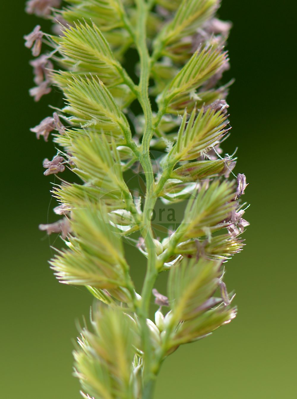 Foto von Cynosurus cristatus (Wiesen-Kammgras - Crested Dog's-tail). Das Bild zeigt Bluete. Das Foto wurde in Salzböden, Lollar, Gießen, Hessen, Deutschland, Nördliches Hessisches Schiefergebirge aufgenommen. ---- Photo of Cynosurus cristatus (Wiesen-Kammgras - Crested Dog's-tail). The image is showing flower. The picture was taken in Salzboeden, Lollar, Giessen, Hesse, Germany, Northern Hessisches Schiefergebirge.(Cynosurus cristatus,Wiesen-Kammgras,Crested Dog's-tail,Cynosurus cristatus,Wiesen-Kammgras,Weide-Kammgras,Crested Dog's-tail,Crested Dogstail Grass,Crested Dog-tail Grass,Cynosurus,Kammgras,Dogstail Grass,Poaceae,Süßgräser,Grass family,Bluete,flower)