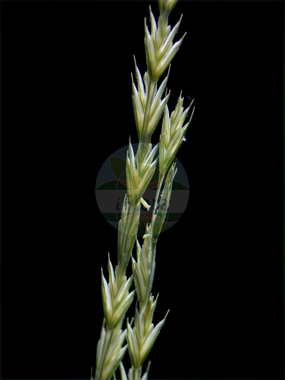 Foto von Elytrigia juncea (Binsen-Quecke - Sand Couch). Das Bild zeigt Bluete und Frucht. Das Foto wurde in Padova, Veneto, Italien aufgenommen. ---- Photo of Elytrigia juncea (Binsen-Quecke - Sand Couch). The image is showing flower and fruit. The picture was taken in Padova, Veneto, Italy.(Elytrigia juncea,Binsen-Quecke,Sand Couch,Agropyron farctum,Agropyron junceum,Elymus farctus,Elymus multinodus,Elytrigia farcta,Elytrigia juncea,Elytrigia mediterranea,Thinopyrum junceum,Thinopyrum runemarkii,Triticum farctum,Triticum junceum,Binsen-Quecke,Strand-Quecke,Strandweizen,Sand Couch,Sea Wheatgrass,Sand Couch-grass,Elytrigia,Poaceae,Süßgräser,Grass family,Bluete,Frucht,flower,fruit)