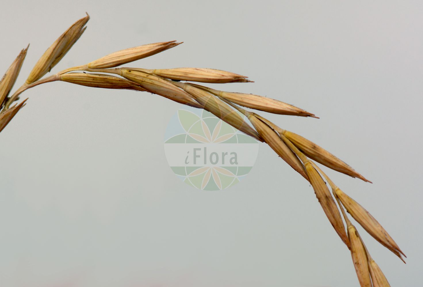 Foto von Elytrigia repens (Kriech-Quecke - Common Couch). Das Bild zeigt Bluete und Frucht. Das Foto wurde in Griesheimer Düne, Darmstadt, Hessen, Deutschland, Oberrheinisches Tiefland und Rhein-Main-Ebene aufgenommen. ---- Photo of Elytrigia repens (Kriech-Quecke - Common Couch). The image is showing flower and fruit. The picture was taken in Griesheimer dune, Darmstadt, Hesse, Germany, Oberrheinisches Tiefland and Rhein-Main-Ebene.(Elytrigia repens,Kriech-Quecke,Common Couch,Agropyron caesium,Agropyron caldesii,Agropyron maroccanum,Agropyron repens,Elymus caesius,Elymus repens,Elytrigia repens,Triticum littoreum,Triticum repens,Kriech-Quecke,Gewoehnliche Quecke i. e. S.,Strand-Kriech-Quecke,Common Couch,Couch Grass,Tick Quackgrass,Common Couchgrass,Creeping Wheat Grass,Dog's Grass,Quackgrass,Quickgrass,Quitchgrass,Twitch,Twitchgrass,Elytrigia,Poaceae,Süßgräser,Grass family,Bluete,Frucht,flower,fruit)