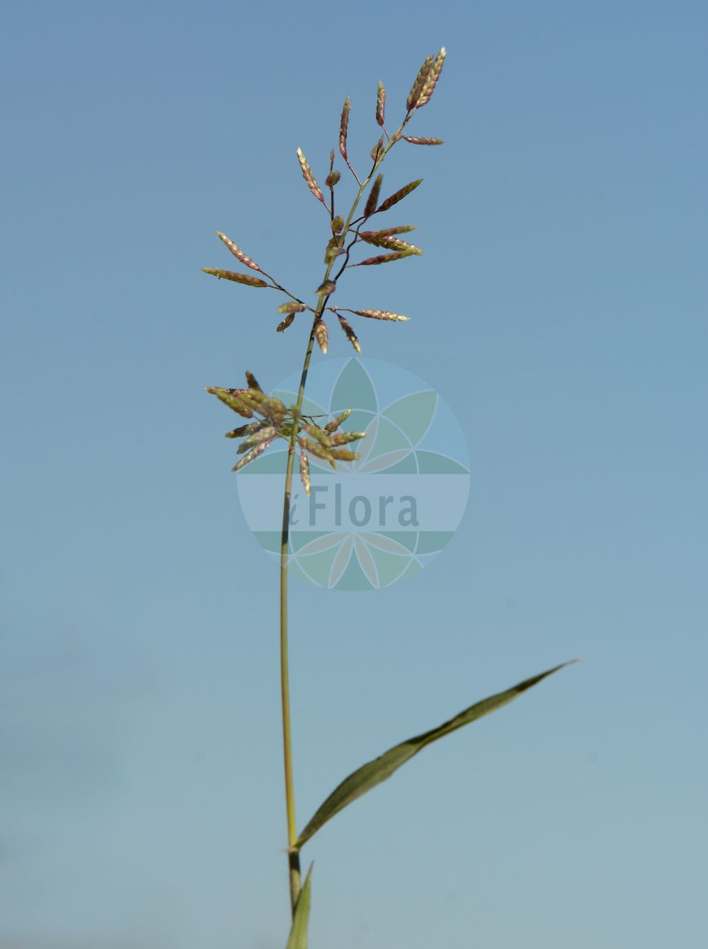 Foto von Eragrostis minor (Kleines Liebesgras - Small Love-grass). Das Bild zeigt Blatt und Bluete. Das Foto wurde in Mannheim, Baden-Württemberg, Deutschland, Oberrheinisches Tiefland und Rhein-Main-Ebene aufgenommen. ---- Photo of Eragrostis minor (Kleines Liebesgras - Small Love-grass). The image is showing leaf and flower. The picture was taken in Mannheim, Baden-Wuerttemberg, Germany, Oberrheinisches Tiefland and Rhein-Main-Ebene.(Eragrostis minor,Kleines Liebesgras,Small Love-grass,Eragrostis brizoides,Eragrostis minor,Eragrostis poaeoides,Poa eragrostis,Kleines Liebesgras,Small Love-grass,Lesser Lovegrass,Little Lovegrass,Smaller Stinkgrass,Spreading Lovegrass,Eragrostis,Liebesgras,Lovergrass,Poaceae,Süßgräser,Grass family,Blatt,Bluete,leaf,flower)