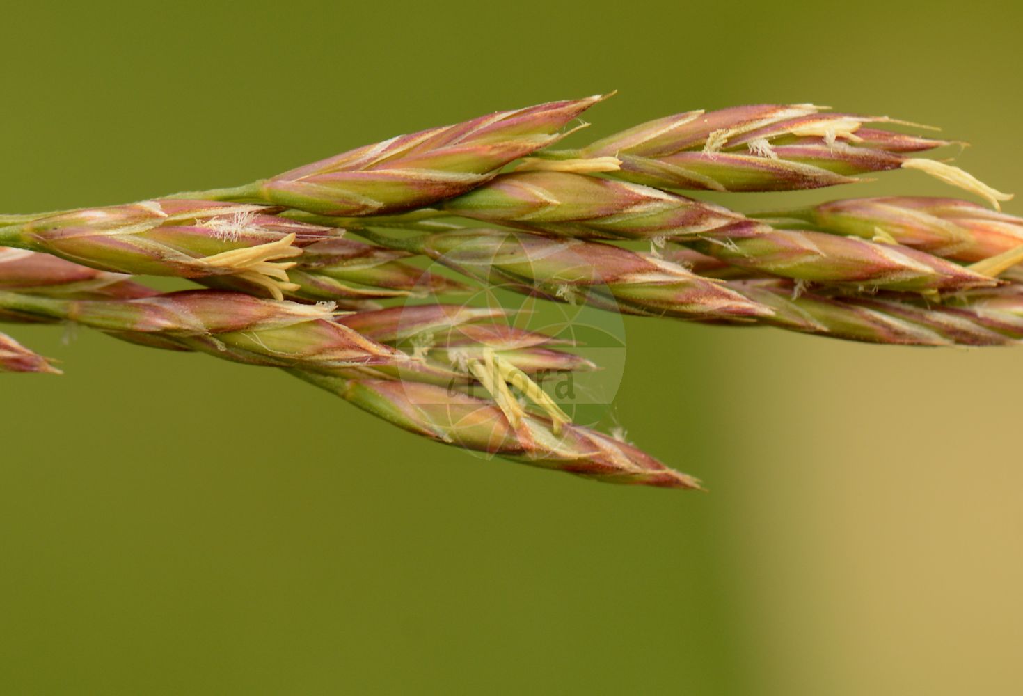 Foto von Drymochloa sylvatica (Wald-Schwingel - Wood Fescue). Das Bild zeigt Bluete und Frucht. Das Foto wurde in Jardin des Plantes, Paris, Frankreich aufgenommen. ---- Photo of Drymochloa sylvatica (Wald-Schwingel - Wood Fescue). The image is showing flower and fruit. The picture was taken in Jardin des Plantes, Paris, France.(Drymochloa sylvatica,Wald-Schwingel,Wood Fescue,Drymochloa sylvatica,Festuca sylvatica,Poa sylvatica,Festuca altissima,Wald-Schwingel,Wood Fescue,Reed Fescue,Drymochloa,Poaceae,Süßgräser,Grass family,Bluete,Frucht,flower,fruit)