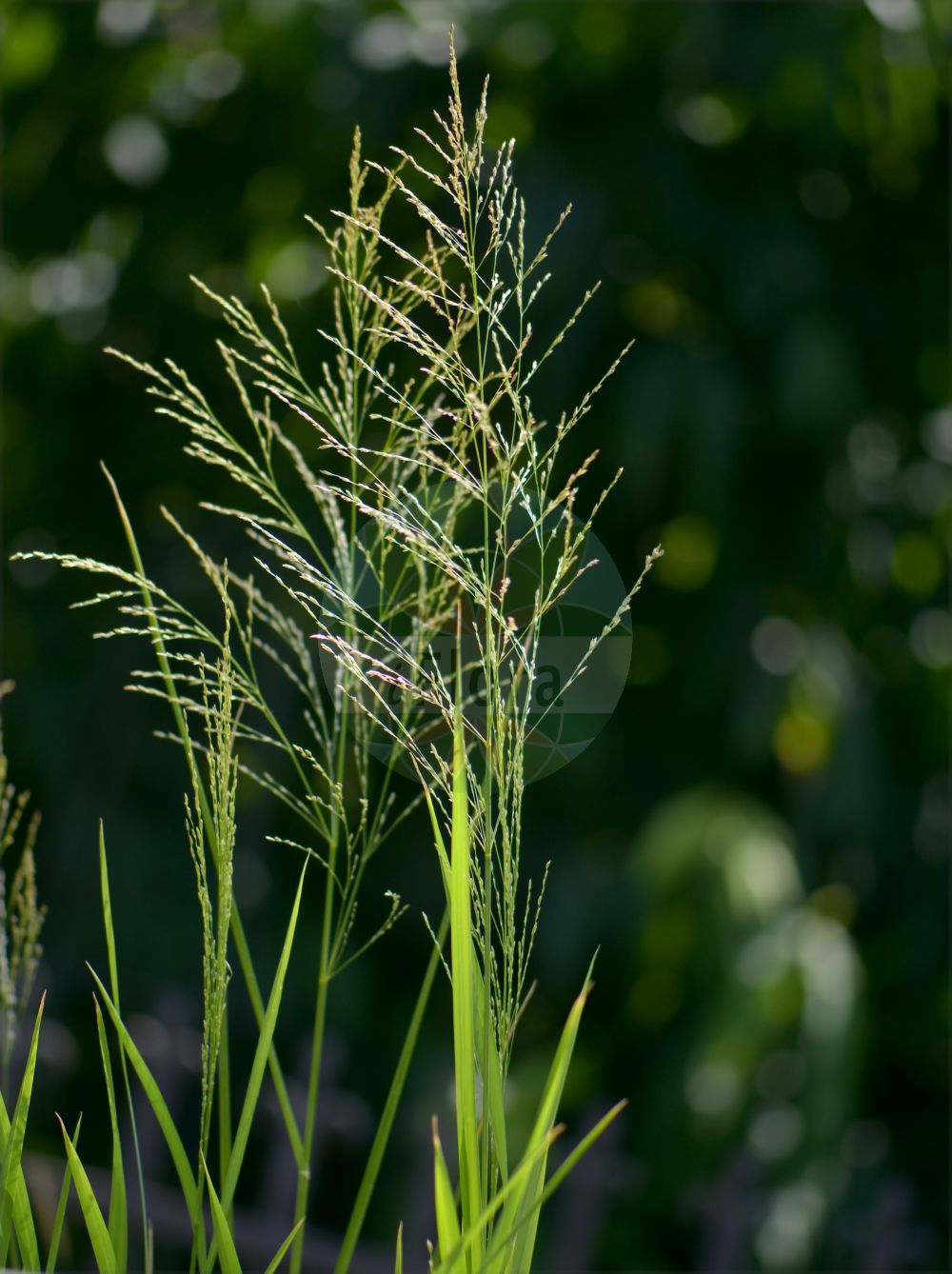 Foto von Glyceria maxima (Großer Schwaden - Reed Sweet-grass). Das Bild zeigt Blatt und Bluete. Das Foto wurde in Padova, Veneto, Italien aufgenommen. ---- Photo of Glyceria maxima (Großer Schwaden - Reed Sweet-grass). The image is showing leaf and flower. The picture was taken in Padova, Veneto, Italy.(Glyceria maxima,Großer Schwaden,Reed Sweet-grass,Glyceria altissima,Glyceria aquatica,Glyceria maxima,Glyceria spectabilis,Molinia maxima,Grosser Schwaden,Wasser-Schwaden,Reed Sweet-grass,Great Watergrass,Reed Mannagrass,Swampgrass,Water-meadow Grass,Glyceria,Schwaden,Mannagrass,Poaceae,Süßgräser,Grass family,Blatt,Bluete,leaf,flower)
