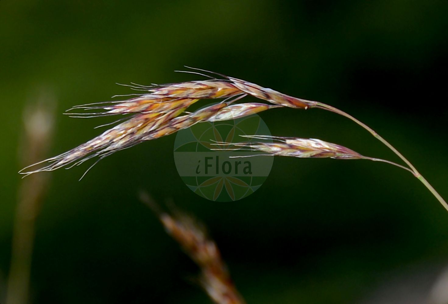 Foto von Helictochloa versicolor (Bunter Wiesenhafer - Coloured Oatgrass). Das Bild zeigt Bluete und Frucht. Das Foto wurde in Schynige Platte, Interlaken, Bern, Schweiz aufgenommen. ---- Photo of Helictochloa versicolor (Bunter Wiesenhafer - Coloured Oatgrass). The image is showing flower and fruit. The picture was taken in Schynige Platte, Interlaken, Bern, Switzerland.(Helictochloa versicolor,Bunter Wiesenhafer,Coloured Oatgrass,Avena scheuchzeri,Avena versicolor,Avenastrum versicolor,Avenochloa versicolor,Avenula scheuchzeri,Avenula versicolor,Helictochloa versicolor,Helictotrichon versicolor,Bunter Wiesenhafer,Bunthafer,Coloured Oatgrass,Helictochloa,Poaceae,Süßgräser,Grass family,Bluete,Frucht,flower,fruit)