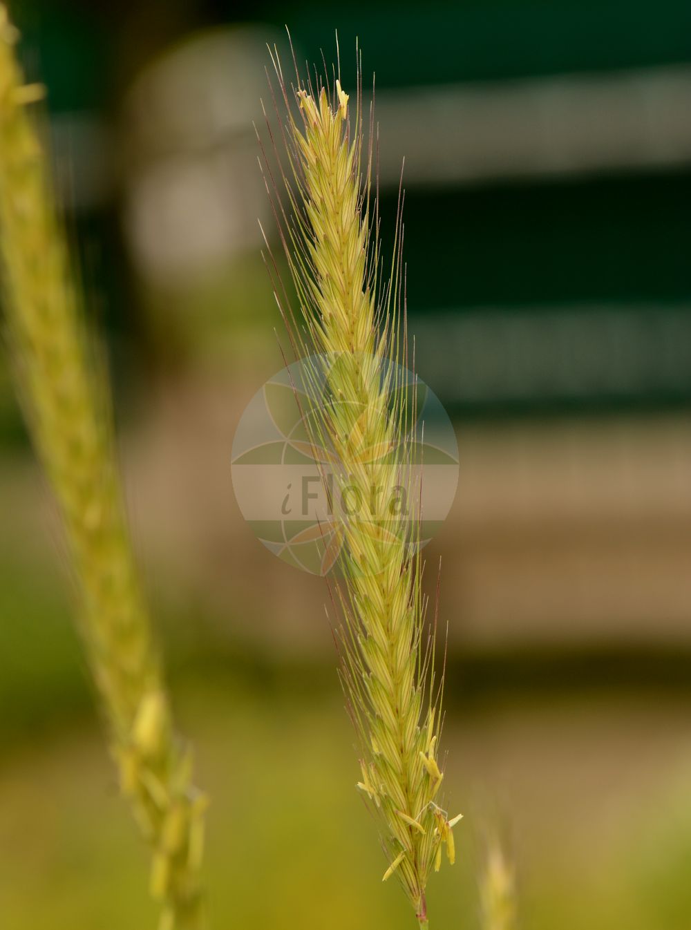 Foto von Hordeum bulbosum. Das Bild zeigt Bluete und Frucht. Das Foto wurde in Jardin des Plantes, Paris, Frankreich aufgenommen. ---- Photo of Hordeum bulbosum. The image is showing flower and fruit. The picture was taken in Jardin des Plantes, Paris, France.(Hordeum bulbosum,Critesion bulbosum,Hordeum bulbosum,Secale creticum,Hordeum,Gerste,Barley,Poaceae,Süßgräser,Grass family,Bluete,Frucht,flower,fruit)